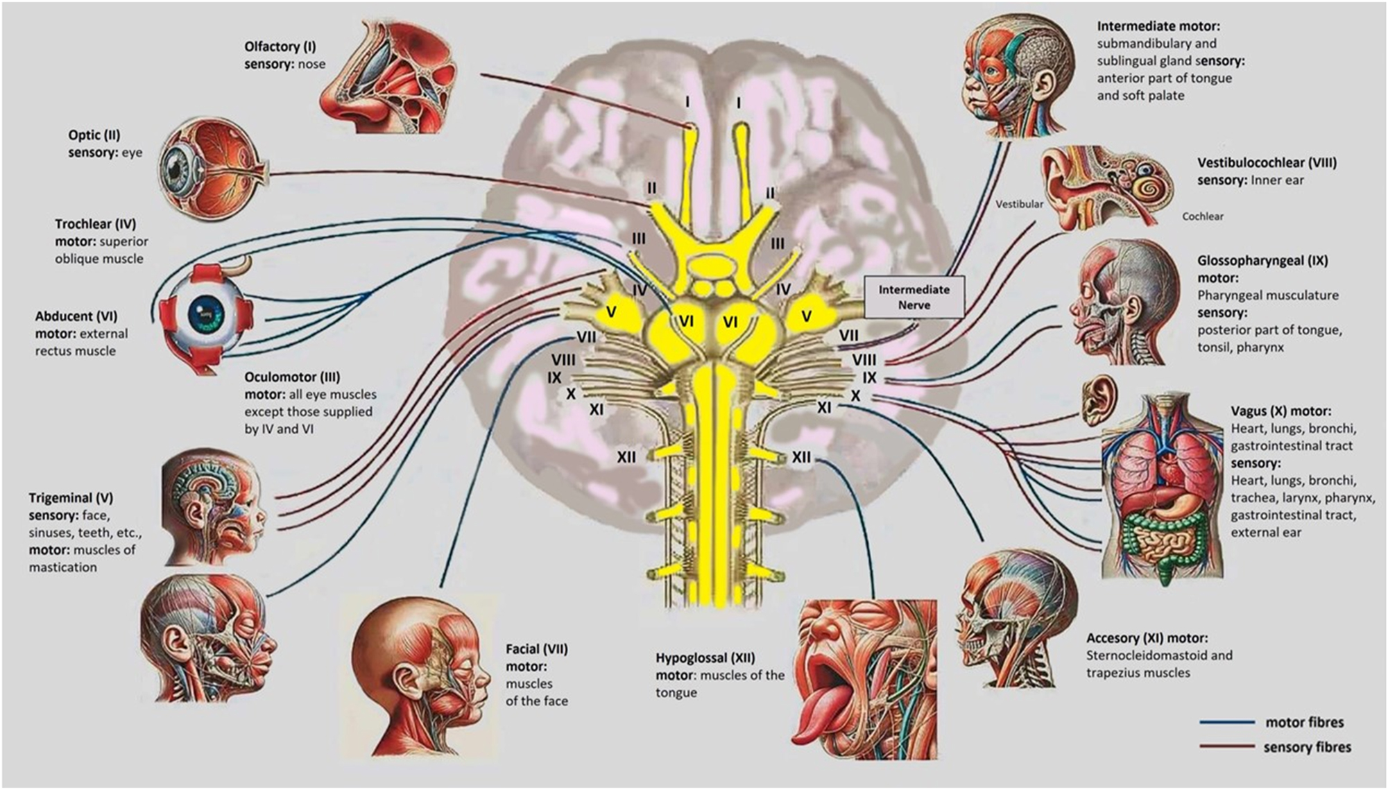 Figure 6: 
The image illustrates the 12 cranial nerves in the baby’s brain, detailing their motor and sensory functions. It shows nerves like the Olfactory (I) for smell, Optic (II) for vision, and Facial (VII) for expressions and taste, along with others managing eye movement, hearing, balance, swallowing, and autonomic functions. This picture is valuable as an educational tool for understanding cranial nerve anatomy and its roles in development. It aids in diagnosing potential nerve dysfunctions affecting sensory or motor systems in infants. Additionally, it provides a clinical reference for monitoring neurological health and guiding early interventions if necessary.
