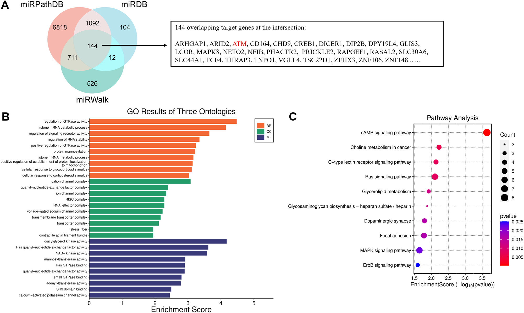 Figure 3: 
Bioinformatic analysis of miR-203a-3p-regulated genes. A. A venn diagram illustrated the overlapping genes affected by miR-203a-3p, as identified through the miRPathDB, miRDB, and miRWalk repositories. B. Gene ontology (GO) analysis of miR-203a-3p-regulated genes. C. Kyoto encyclopedia of genes and genomes (KEGG) enrichment analysis of miR-203a-3p-regulated genes.
