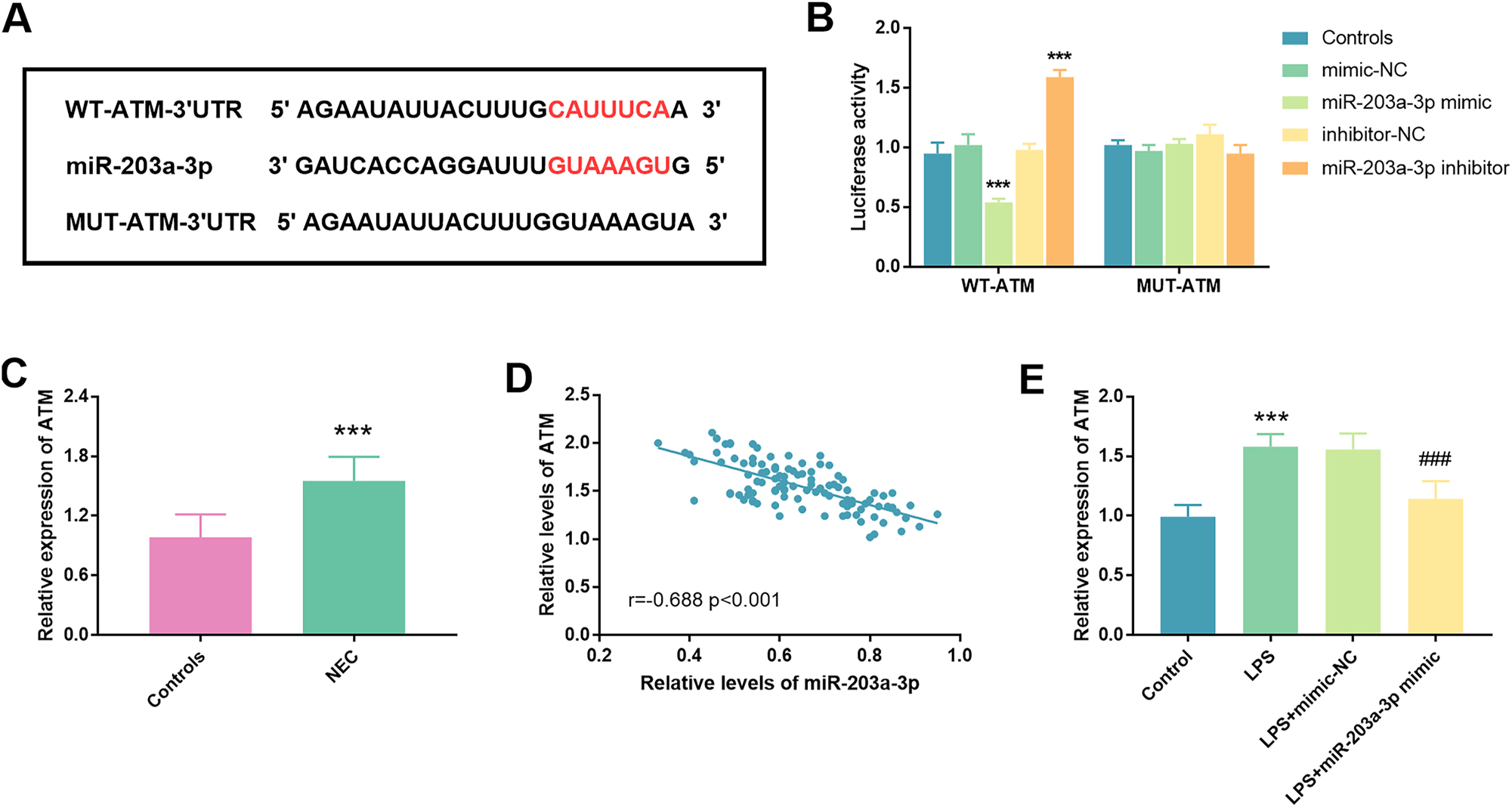 Figure 4: 
Illustration of ATM targeting by miR-203a-3p. A. The binding sites of miR-203a-3p and ATM were presented. B. Results from a luciferase assay conducted on FHC cells co-transfected with either ATM-WT or ATM-MUT reporter plasmid in conjunction with miR-203a-3p mimic or inhibitor. C. Measurement of the relative abundances of ATM in the serum of neonates with NEC and controls. D. Identification of a statistically significant negative correlation between miR-203a-3p and ATM, evidenced by a correlation coefficient of r=−0.688 (p<0.001). E. In LPS-treated cells, a notable increase in ATM expression was observed relative to controls, a phenomenon that was effectively mitigated upon transfection with miR-203a-3p mimic (NEC: Necrotizing enterocolitis; ATM: Ataxia telangiectasia mutated; ***: p<0.001 against mimic-NC/inhibitor-NC/controls; ###: p<0.001 against LPS+mimic-NC).