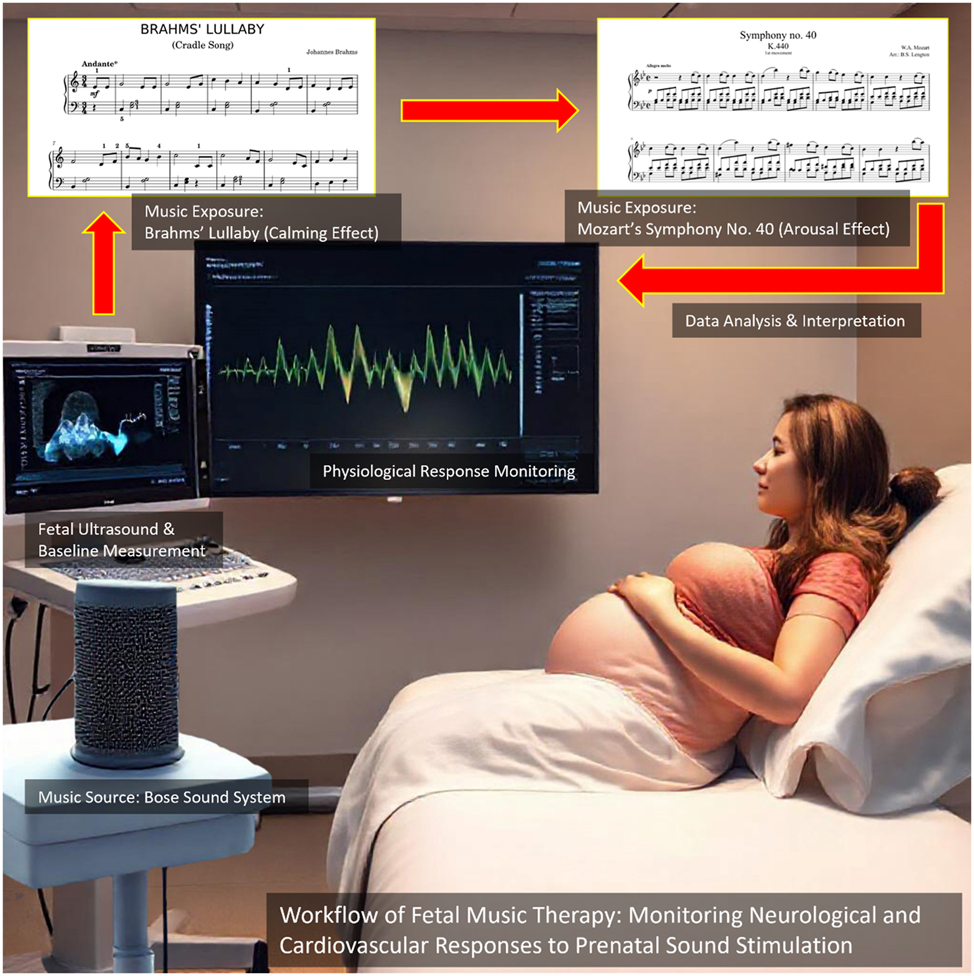 Figure 1:
This Figure illustrates the experimental setup for studying fetal responses to music therapy using Doppler ultrasound and AI-based physiological monitoring. A pregnant participant is exposed to two distinct musical stimuli – Brahms’ Lullaby (calming effect) and Mozart’s Symphony no. 40 (arousal effect) – delivered through a controlled sound system. Fetal heart rate and hemodynamic parameters are continuously monitored via ultrasound, with real-time data displayed on the screen for analysis. The workflow highlights the integration of music exposure, physiological response monitoring, and AI-driven data interpretation to assess the effects of prenatal auditory stimulation on fetal neurodevelopment.