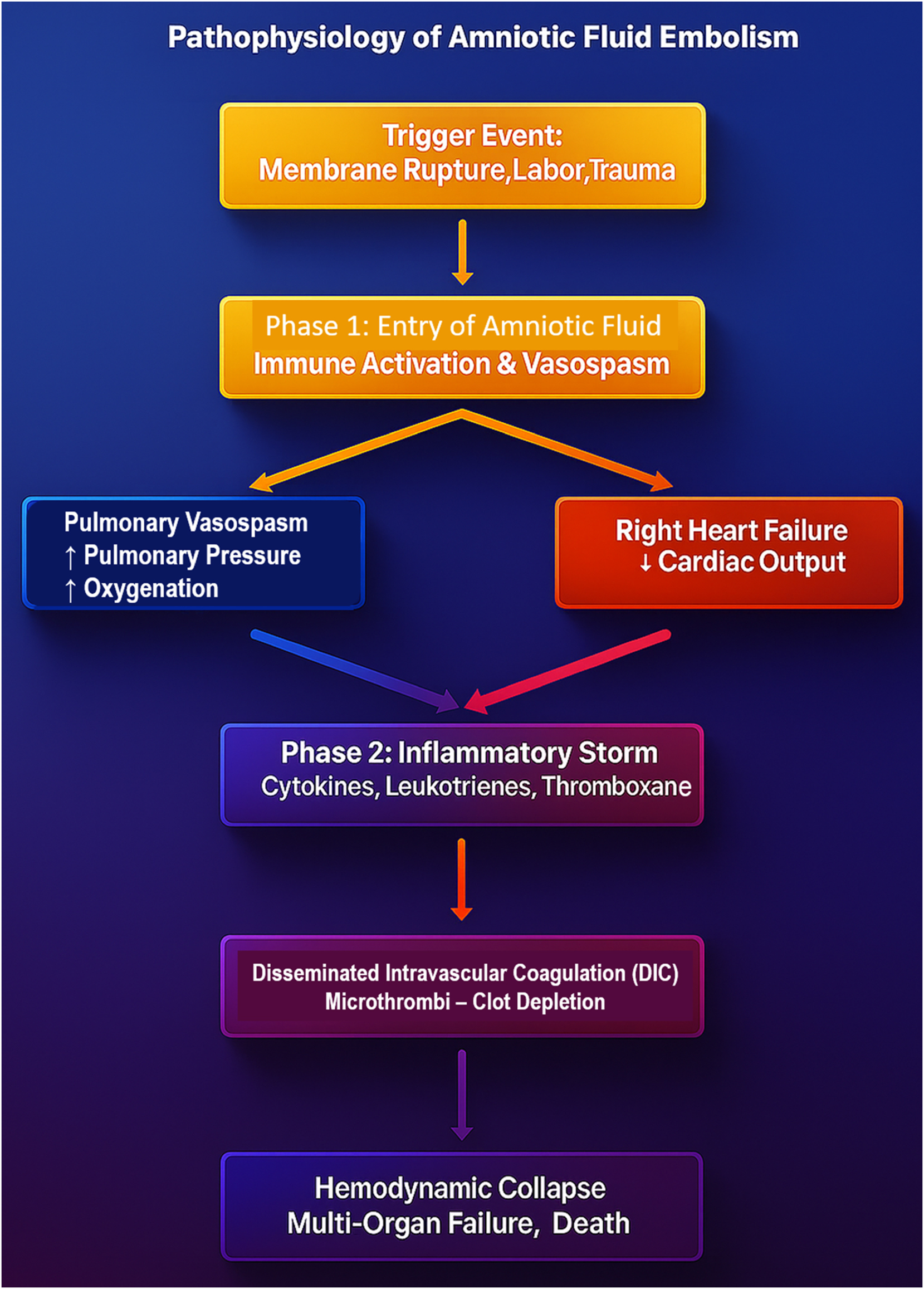 Figure 2:
The pathophysiology flowchart of Amniotic Fluid Embolism (AFE) illustrates the dual-phase mechanism underlying this catastrophic obstetric emergency. The process begins with a trigger event, such as membrane rupture, labor, or trauma, leading to the entry of amniotic fluid into maternal circulation. This initiates phase 1, where immune activation and pulmonary vasospasm result in acute right heart failure and decreased systemic perfusion. In phase 2, a massive inflammatory storm driven by cytokines, leukotrienes, and thromboxane exacerbates cardiovascular instability, ultimately triggering disseminated intravascular coagulation (DIC). This leads to simultaneous clot formation and coagulation factor depletion, resulting in uncontrollable hemorrhage, hemodynamic collapse, multi-organ failure, and high maternal mortality. This diagram emphasizes the rapid and deadly cascade of AFE, reinforcing the need for immediate recognition and aggressive intervention to improve survival outcomes.