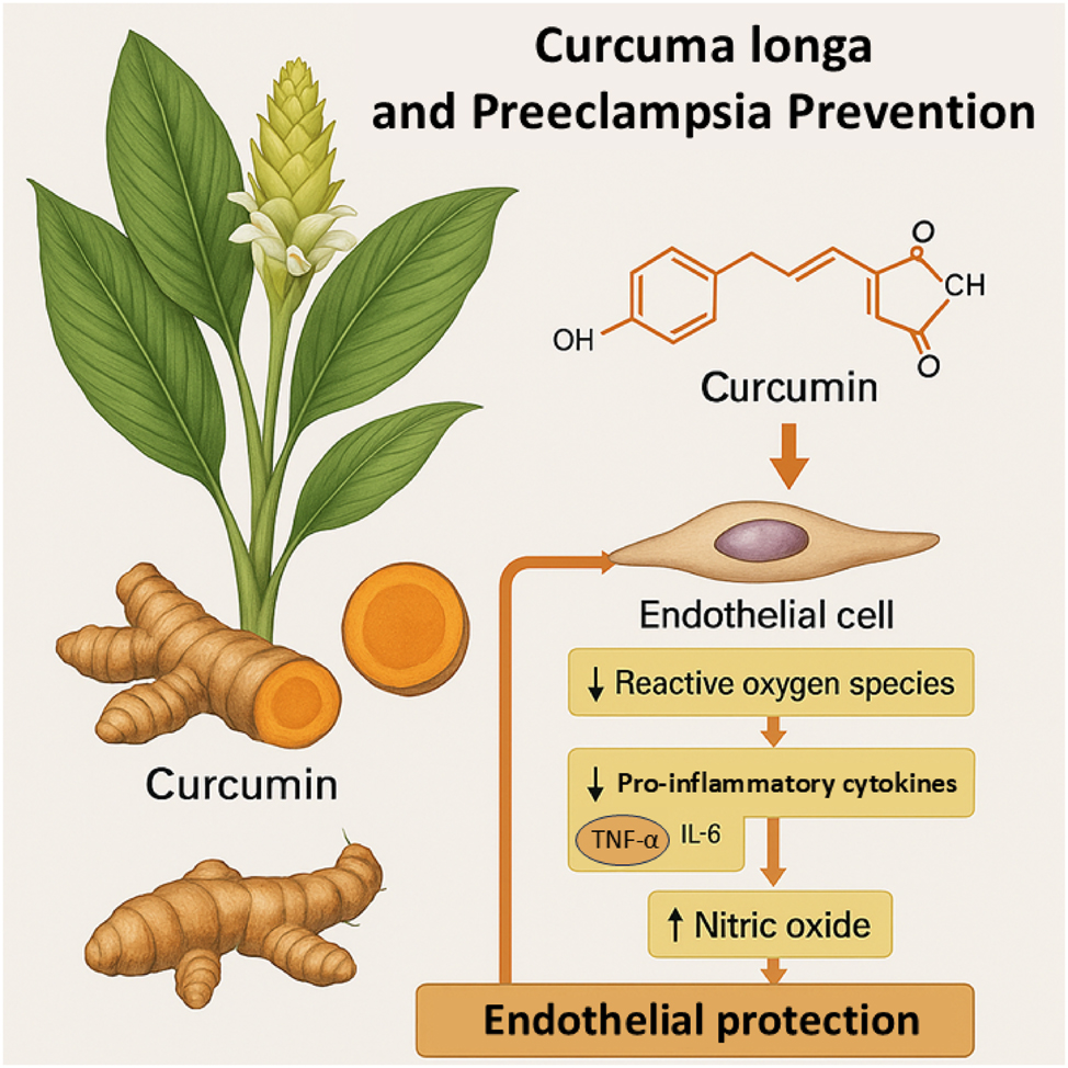 Figure 2: 
Curcuma longa-derived curcumin and its mechanisms in the prevention of preeclampsia. This Figure illustrates the mechanistic role of curcumin, the principal bioactive compound derived from Curcuma longa (turmeric), in preventing the pathophysiology of preeclampsia. The diagram shows a botanical depiction of the plant alongside the chemical structure of curcumin. Upon systemic absorption, curcumin acts on endothelial cells by reducing reactive oxygen species (ROS) levels and suppressing the expression of key pro-inflammatory cytokines, including tumor necrosis factor-alpha (TNF-α) and interleukin-6 (IL-6). Additionally, curcumin enhances nitric oxide (NO) bioavailability, leading to improved endothelial function. Collectively, these molecular effects contribute to endothelial protection, reducing vascular dysfunction, inflammation, and oxidative stress that are central to the development of preeclampsia.
