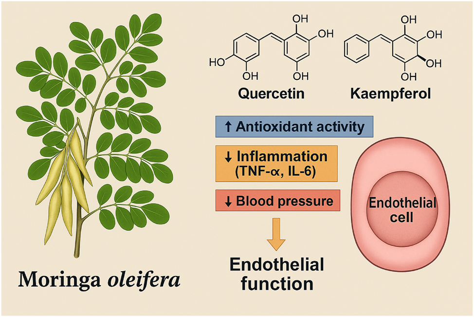 Figure 3: 
Moringa oleifera-derived antioxidants and their protective mechanisms against preeclampsia. This Figure illustrates the molecular mechanisms through which Moringa oleifera exerts protective effects against the pathogenesis of preeclampsia. A botanical representation of the plant is shown alongside its key bioactive compounds, including quercetin, kaempferol, and vitamin C. Upon absorption, these phytochemicals enhance systemic antioxidant defenses by scavenging reactive oxygen species (ROS) and increasing endogenous antioxidant enzyme activity such as superoxide dismutase (SOD) and glutathione peroxidase (GPx). In addition, Moringa oleifera bioactives suppress the production of pro-inflammatory cytokines, including tumor necrosis factor-alpha (TNF-α) and interleukin-6 (IL-6), and improve nitric oxide (NO) bioavailability, promoting endothelial relaxation. These combined effects reduce oxidative stress, inhibit vascular inflammation, and preserve endothelial function, thereby interrupting critical pathways involved in the development of preeclampsia.