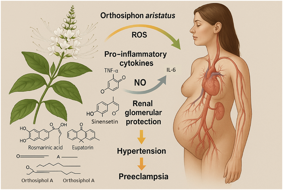 Figure 4: 
Bioactive compounds of Orthosiphon aristatus and their mechanisms in the prevention of preeclampsia. This Figure illustrates the molecular mechanisms by which Orthosiphon aristatus (kumis kucing or Java tea) exerts protective effects against the pathogenesis of preeclampsia. A botanical representation of the plant is shown alongside its major bioactive constituents, including rosmarinic acid, sinensetin, eupatorin, and caffeic acid derivatives. These compounds act synergistically to scavenge reactive oxygen species (ROS), suppress pro-inflammatory cytokines such as tumor necrosis factor-alpha (TNF-α) and interleukin-6 (IL-6), and upregulate nitric oxide (NO) production, thereby improving endothelial function. Additionally, flavonoids from Orthosiphon aristatus enhance renal antioxidant defenses and protect against glomerular injury, crucial for mitigating proteinuria and hypertension. Together, these mechanisms disrupt the critical oxidative stress, inflammation, and endothelial dysfunction pathways central to the development of preeclampsia.