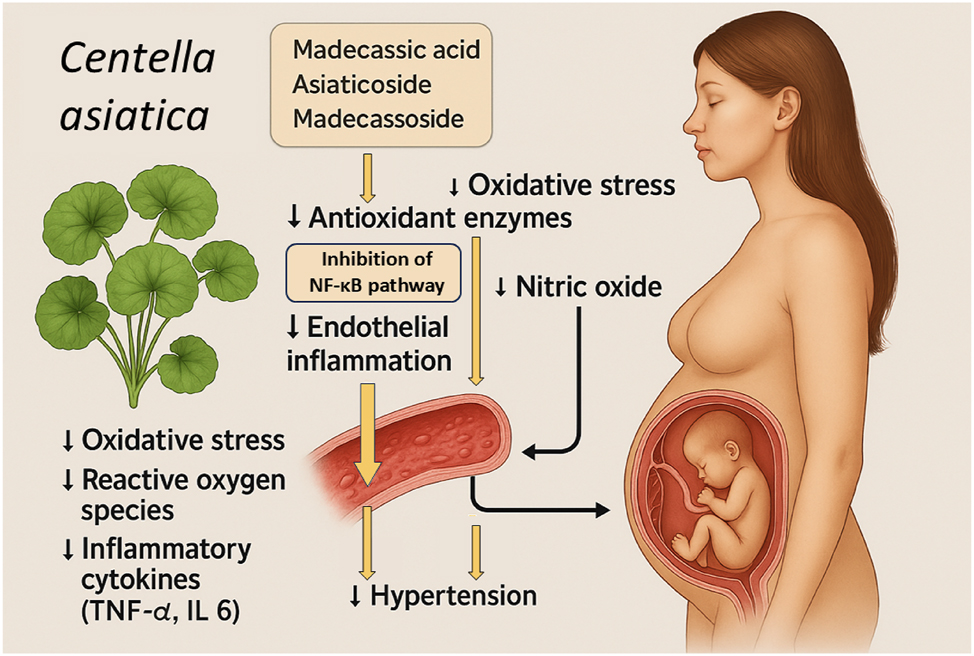 Figure 5: 
Protective mechanisms of Centella asiatica bioactive compounds in the prevention of preeclampsia. This Figure illustrates the proposed mechanisms by which bioactive compounds from Centella asiatica, specifically madecassic acid, asiaticoside, and madecassoside, contribute to the prevention of preeclampsia. The botanical image of Centella asiatica is shown alongside key mechanistic pathways. These compounds exert potent antioxidant effects by upregulating endogenous antio5xidant enzymes and directly reducing oxidative stress and reactive oxygen species (ROS). Additionally, they inhibit the nuclear factor kappa-light-chain-enhancer of activated B cells (NF-κB) signaling pathway, leading to decreased production of pro-inflammatory cytokines such as tumor necrosis factor-alpha (TNF-α) and interleukin-6 (IL-6). The combined antioxidant and anti-inflammatory actions promote improved endothelial function by enhancing nitric oxide (NO) bioavailability and reducing endothelial inflammation. Clinically, these molecular effects translate into lowered maternal blood pressure and reduced risk of systemic endothelial dysfunction, key processes in the pathogenesis of preeclampsia.