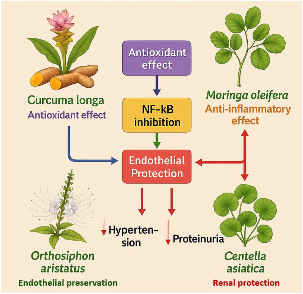 Figure 7: 
Unified mechanistic model of antioxidant, anti-inflammatory, endothelial-protective, and renal-protective effects of indigenous Indonesian plants in preeclampsia prevention. This illustration depicts how Curcuma longa, Moringa oleifera, Orthosiphon aristatus, and Centella asiatica synergistically target the key mechanisms underlying preeclampsia. Through ROS suppression, NF-κB inhibition, and enhancement of nitric oxide (NO) signaling, these plants protect endothelial function and renal integrity, reducing hypertension and proteinuria risks. Curcuma longa and Moringa oleifera primarily act on oxidative and inflammatory pathways, while Orthosiphon aristatus and Centella asiatica contribute to endothelial preservation and renal support. Together, they form a multi-targeted strategy addressing the complex pathophysiology of preeclampsia.