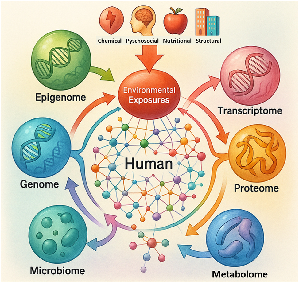 Figure 2:
Multi-omic interaction map linking environmental exposures to biological systems. This multi-omic interaction map illustrates how various environmental exposures – chemical, psychosocial, nutritional, and structural – initiate molecular changes across the epigenome, genome, transcriptome, proteome, microbiome and metabolome. The central human network symbolizes integrative biological responses, with directional arrows representing the flow of environmental influence into molecular systems. The schematic emphasizes the interconnected nature of omics, reinforcing the concept of a dynamic, multilayered exposome-to-phenotype cascade.