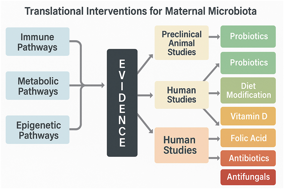 Figure 3: 
Translational pathways from maternal microbiota to neurodevelopment: Evidence-based intervention map. This flowchart illustrates key mechanistic pathways – such as IL-17A–mediated inflammation, SCFA deficiency, and epigenetic modulation – linked to fetal neurodevelopmental risk. It integrates preclinical and clinical evidence supporting these mechanisms and maps them to corresponding translational interventions, including probiotics, dietary strategies, and antibiotic stewardship. Pathways are visually linked to proposed interventions based on their translational readiness and population-specific targeting, offering a concise visual summary of actionable strategies emerging from microbiome–brain axis research.
