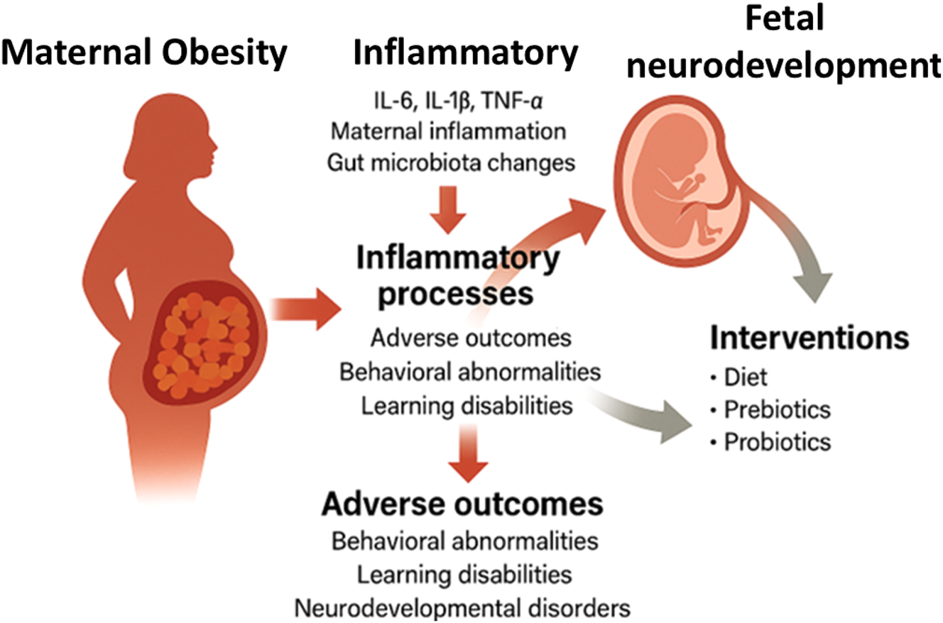 Figure 4: 
Maternal obesity–driven inflammatory cascade and its impact on fetal brain development. This diagram illustrates the biological cascade through which maternal obesity contributes to adverse fetal neurodevelopmental outcomes. Adipose tissue dysfunction leads to elevated levels of inflammatory mediators, adipokines, and metabolic stressors that impair placental function. These changes reduce placental transport of neuroprotective lipids (e.g., LCPUFAs) and increase fetal exposure to pro-inflammatory cytokines and oxidative stress, ultimately affecting neural differentiation and promoting neuroinflammation. The figure highlights key mechanistic links between maternal metabolic status and risk for neurodevelopmental disorders.

