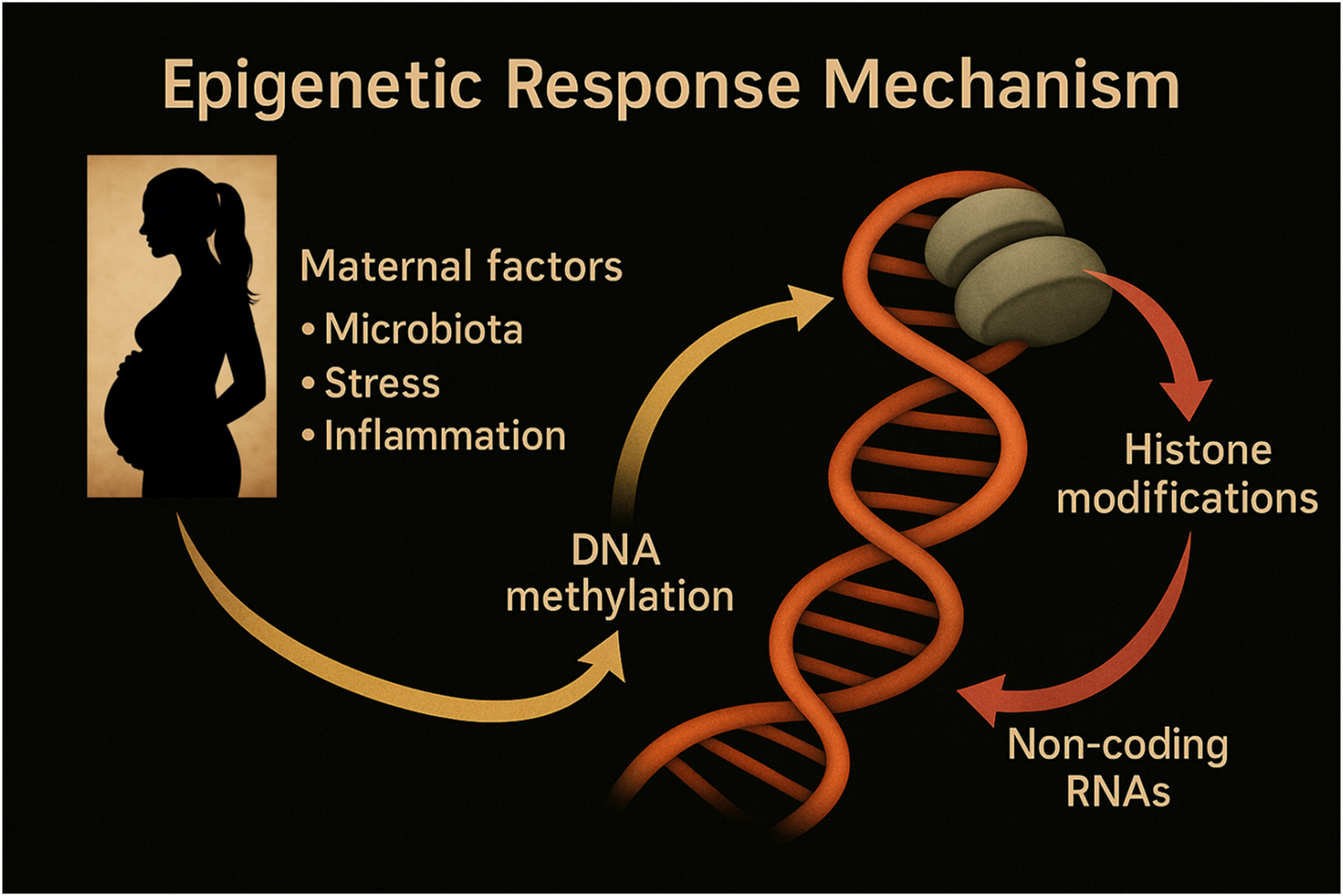 Figure 6: 
Epigenetic pathways linking maternal environmental signals to fetal neurodevelopment. This schematic highlights the central role of epigenetic mechanisms – DNA methylation, histone modifications, and non-coding RNAs – in mediating the effects of maternal factors on fetal neurodevelopment. Environmental signals such as microbial metabolites (e.g., SCFAs), inflammatory cytokines, and hormonal changes influence gene expression regulation during critical developmental windows. These modifications shape neural cell fate, synaptic plasticity, and long-term brain function, contributing to either resilience or increased vulnerability to neurodevelopmental disorders.
