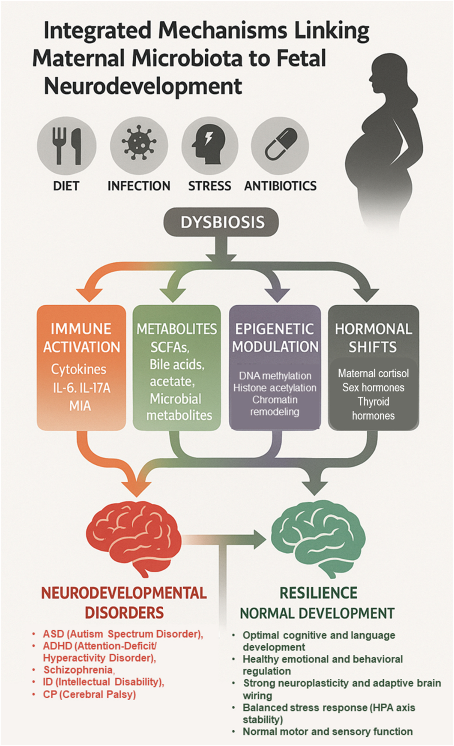 Figure 8: 
Integrated maternal microbiota–fetal brain axis: Pathways to risk or resilience. This schematic illustrates how maternal factors (diet, infection, stress, antibiotics) can disrupt the maternal microbiota, leading to dysbiosis. Dysbiosis influences fetal neurodevelopment through four converging mechanisms: Immune activation (cytokines, IL-6, IL-17A, maternal immune activation), metabolite signaling (short-chain fatty acids, bile acids, acetate, microbial metabolites), epigenetic modulation (DNA methylation, histone acetylation, chromatin remodeling), and hormonal shifts (maternal cortisol, sex hormones). These pathways shape divergent outcomes: Increased susceptibility to neurodevelopmental disorders (autism spectrum disorder, ADHD, schizophrenia, intellectual disability, cerebral palsy) vs. resilience and normal development (optimal cognition, emotional regulation, adaptive plasticity, balanced stress responses, normal motor and sensory function).
