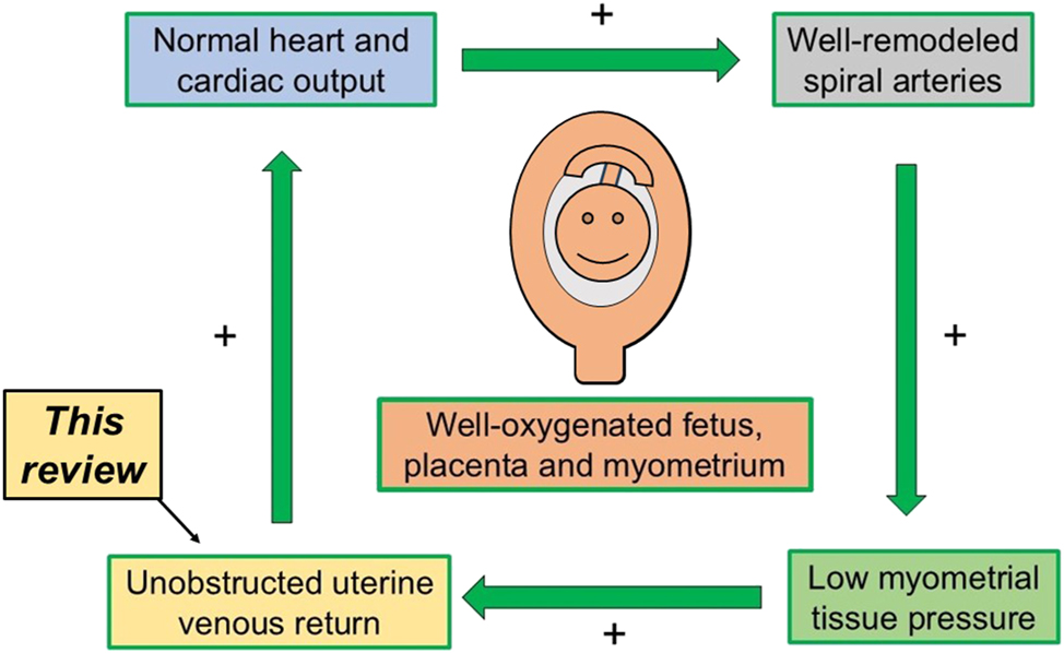 Figure 4: 
Four components of a successful uterine perfusion system. A healthy pregnancy requires at least four components for adequate uterine perfusion: 1) an adequate maternal cardiac output, 2) well-remodeled maternal spiral arteries abundantly perfusing the intervillous spaces, 3) an adequately low myometrial tissue pressure which allows adequate uteroplacental perfusion, and 4) unobstructed uterine venous return. This review focuses on component 4). Figure modified from [13].
