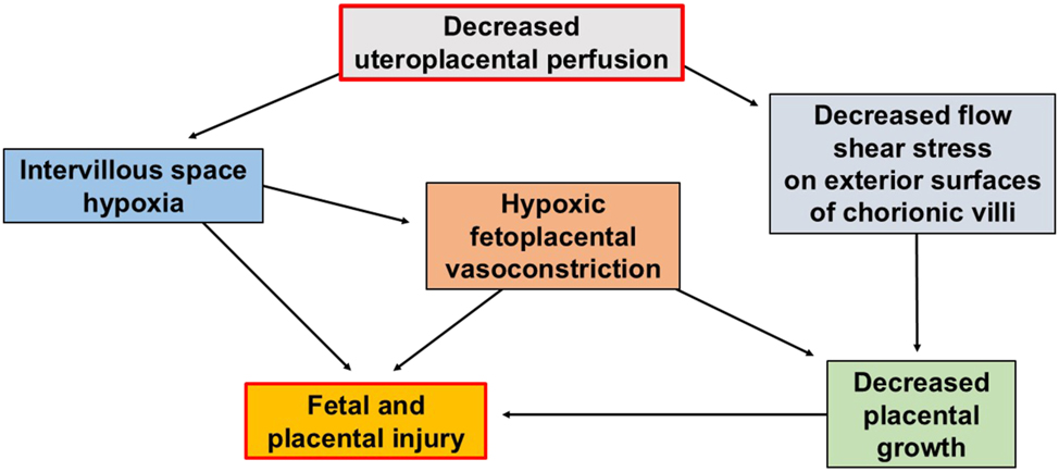 Figure 5: 
Decreased uteroplacental perfusion may cause fetal and placental injury, by both fast and slow mechanisms. Decreased uteroplacental perfusion in the presence of intact chorionic villi and normal oxygen uptake capacity will promptly cause a decrease in intervillous oxygen tension. This hypoxia may injure the fetus and placenta outright or by triggering generalized HFPV throughout the placenta in an indiscriminate and counterproductive way which decreases total fetoplacental perfusion. It is possible that nitroglycerin, which is known to interfere with HFPV, may be beneficial in ameliorating fetal growth restriction because it interferes with this counterproductive global role of HFPV throughout the placenta. HFPV is normally a beneficial response when it acts locally within the placenta to direct the fetal cardiac output away from hypoxic chorionic villi and towards chorionic villi which have access to oxygen. Decreased intervillous (uteroplacental) perfusion may also inhibit placental growth slowly over time by reducing flow shear stress on the exterior surfaces of the chorionic villi, which are in direct contact with flowing maternal blood. HFPV, hypoxic fetoplacental vasoconstriction.