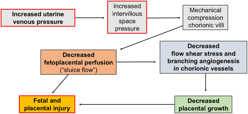Figure 6: 
Increased uterine venous pressure may cause fetal and placental injury, by both fast and slow mechanisms. Increased uterine venous pressure “backs up” into the intervillous spaces and compresses fetal chorionic vessels, decreasing fetoplacental perfusion in a process which has been termed “sluice flow” [10]. This reduced fetoplacental perfusion may have both rapid and delayed consequences. Immediately, fetal oxygen uptake and delivery are reduced and the afterload on the fetal heart is increased. Decreased fetoplacental perfusion may also reduce flow shear stress on the endothelium of the chorionic vessels and thereby reduce the future growth of those vessels by branching angiogenesis. This would reduce placental growth and the ability of the placenta to meet the growing fetus’ growing needs for oxygen.
