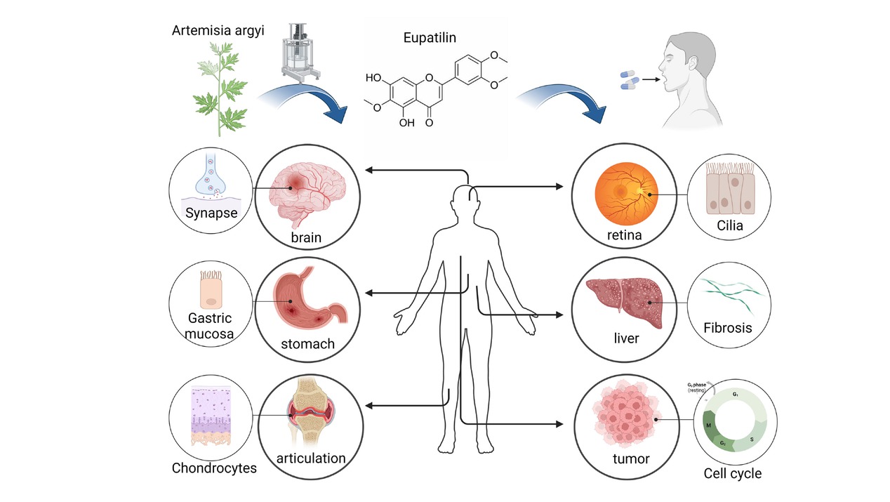 Figure 1 The therapeutic target of eupatilin. Eupatilin, derived from plants like mugwort, exhibits therapeutic potential across various organ systems, including the brain, stomach, joints, eyes, liver, and tumors. Its pharmacological actions encompass anti-inflammatory, antioxidant, and anti-proliferative effects, targeting specific cytokines and pathways associated with these conditions. (Created with Biorender. com, with permission.)