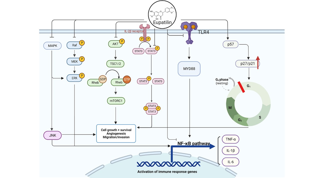Figure 2 The main mechanism of action of eupatilin. The anti-inflammatory effects of eupatilin primarily involve the inhibition of the NF-κB pathway, exerting a direct impact on NF-κB or indirectly suppressing NF-κB and inflammatory cytokines (IL-1β, IL-6, TNF-α) via TLR4, MAPK, and ERK cascade signaling. Simultaneously, eupatilin induces cell cycle arrest through PI3K-AKT, STAT3, p57, p27, p21 and other mechanisms to inhibit the growth and metastasis of cancer cells, showing anti-cancer properties. (Created with Biorender.com, with permission.)