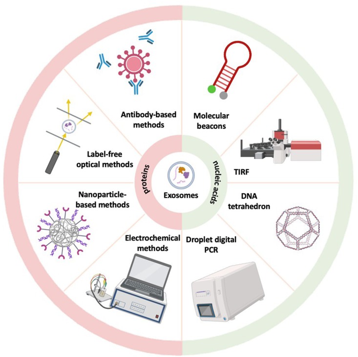 Figure 3 New methods for detection of sEV proteins and nucleic acids. The figure shows some new sEV proteins and nucleic acids detection methods, including antibody-based methods, label-free optical methods, nanoparticle-based methods, electrochemical methods for proteins, and droplet digital PCR, DNA tetrahedron, total internal reflection fluorescent and molecular beacons for nucleic acids. sEV: small extracellular vesicles.