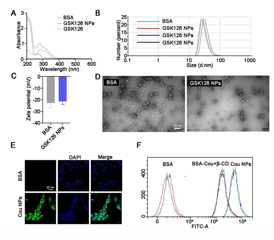 Figure 3 Morphological and physical characterizations of GSK126 NPs. (A) UV spectrum of BSA, GSK126, and GSK126 NPs. (B-C) The size and surface charge of GSK126 NPs were determined by dynamic light scattering using Zetasizer Nano ZS. (D) Surface morphology of GSK126 NPs was determined by TEM. (E) The intracellular localization of Cou NPs was examined by confocal microscope, and Cou was used as a model fluorescent dye. (F) Flow cytometry analysis of the cellular uptake of Cou NPs.