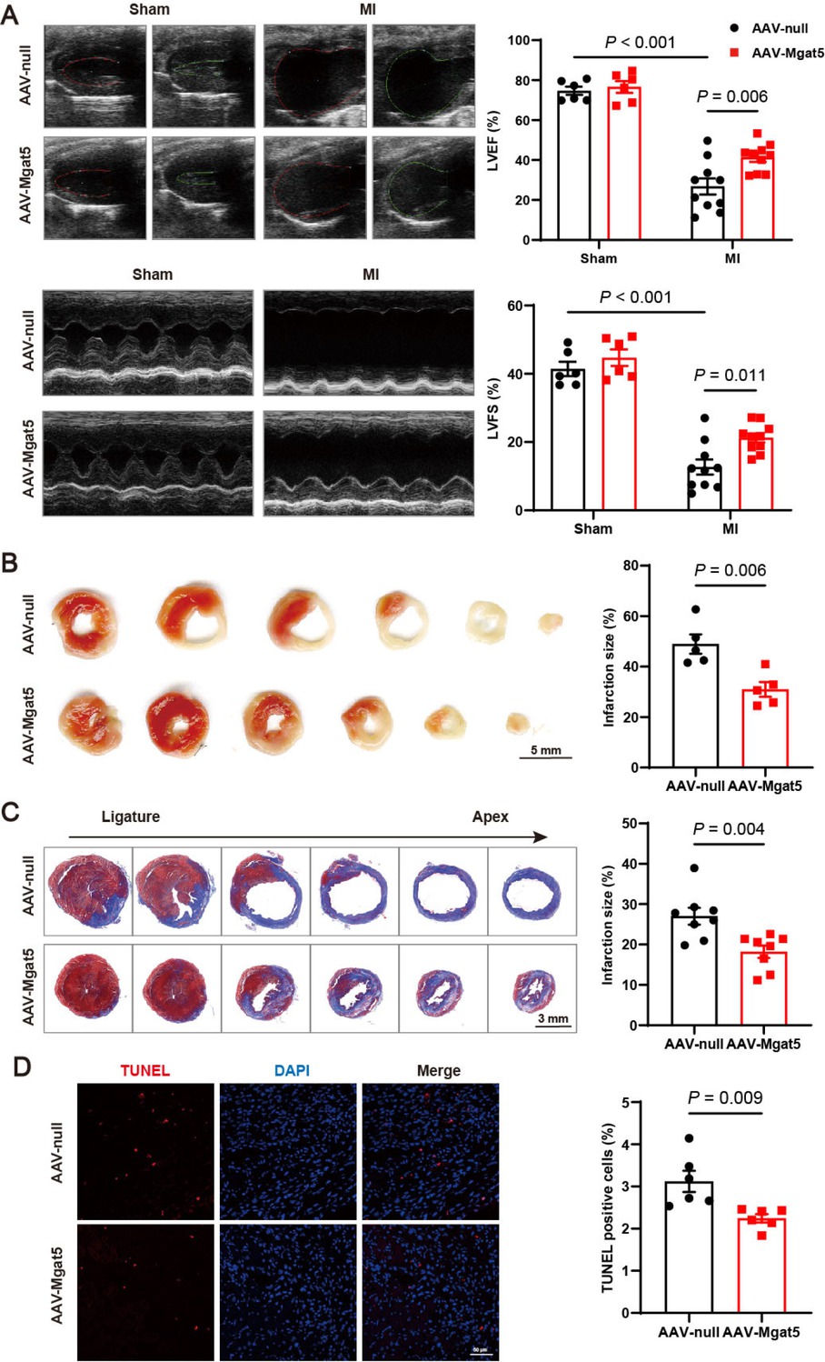 Figure 2 GnT-V overexpression mitigated cardiac injury post-MI. (A) Representative echocardiography images of mice in various groups 7 days after surgery, and quantitative results of left ventricular ejection fraction (LVEF) and left ventricular fractional shortening (LVFS) (n = 6 in Sham group, n = 10 in MI group). (B) Representative images and quantitative results of TTC staining (n = 5). Scale bar = 5 mm. (C) Representative images and quantitative results of Masson trichrome staining 7 days after MI (n = 8). Scale bar = 3 mm. (D) Representative images and quantitative results of TUNEL staining in infarct area after MI (n = 6). Scale bar = 50 μm. The results are presented as mean ± SEM. Two-way ANOVA followed by Tukey’s multiple comparison test (A), two-tailed student’s t-test (B–D).