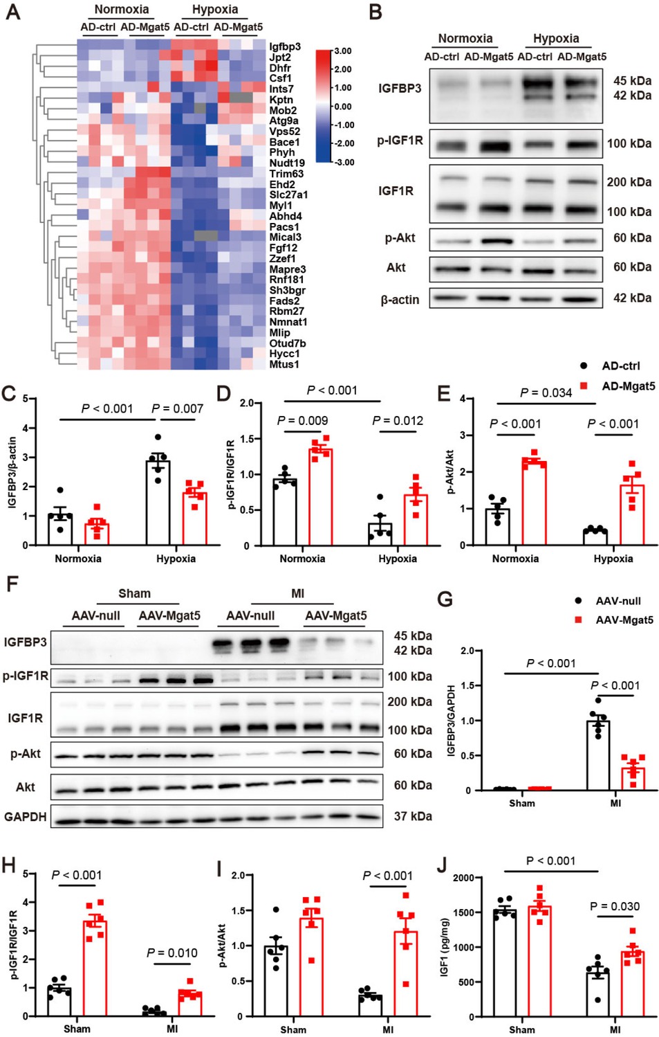 Figure 3 GnT-V overexpression induced downregulation of insulin-like growth factor-binding protein 3 (IGFBP3) and activation of the insulin-like growth factor 1 receptor (IGF1R) signaling pathway. (A) Heatmap of the proteomics showed differentially expressed proteins in cardiomyocytes with the stimulation of hypoxia and overexpression of GnT-V (n = 4). (B) Representative western blot images and (C–E) quantitative results of IGFBP3 and the IGF1R signaling pathway in cardiomyocytes after hypoxia and GnT-V overexpression (n = 5). (F) Representative western blot images and (G–I) quantitative results of IGFBP3 and the IGF1R signaling pathway in the myocardium after MI with GnT-V overexpression (n = 6). (J) Quantification of IGF1 levels in cardiac tissues after MI with GnT-V overexpression (n = 6). The results are presented as mean ± SEM. Two-way ANOVA followed by Tukey’s multiple comparison test.