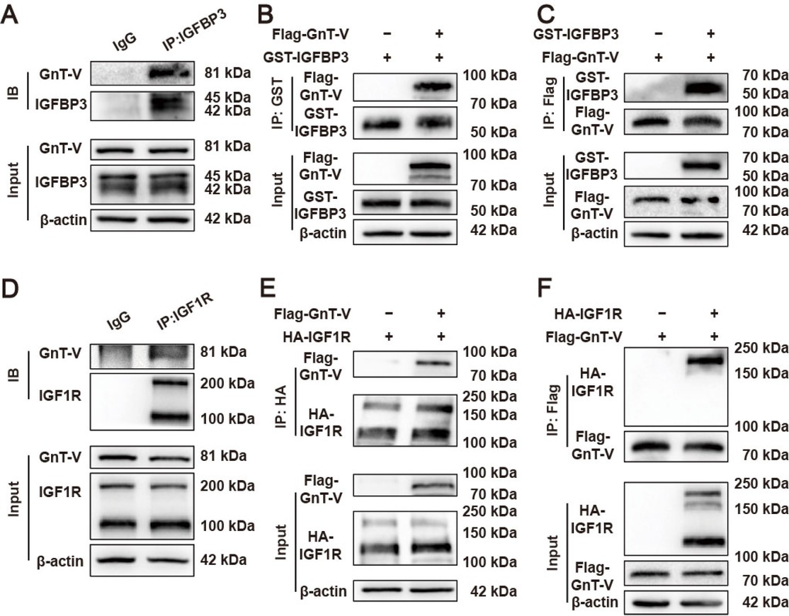 Figure 4 Interactions between GnT-V and IGFBP3, GnT-V and IGF1R. (A) Representative images of the interaction between GnT-V and IGFBP3 in cardiomyocytes with co-immunoprecipitation (Co-IP) assay. (B and C) Representative images of the interaction between GnT-V and IGFBP3 in HEK293A cells with pull-down assays. (D) Representative images of the interaction between GnT-V and IGF1R in cardiomyocytes with Co-IP assay. (E and F) Representative images of the interaction between GnT-V and IGF1R in HEK293A cells with pull-down assays.