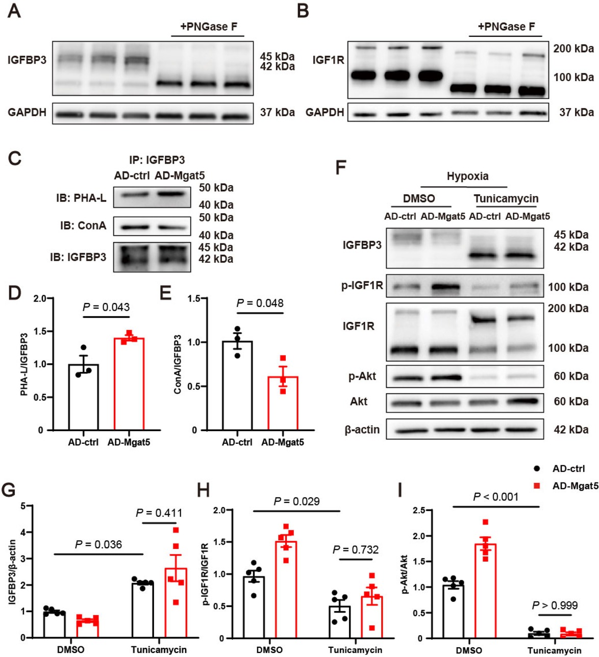 Figure 5 GnT-V activated the IGF1R signaling pathway in an N-glycosylation-dependent manner. Representative western blot images of (A) IGFBP3 and (B) IGF1R in cardiomyocytes lysates with and without PNGase F (n = 3). (C) Representative immunoprecipitation images and (D and E) quantitative results of the N-glycosylation modification of GnT-V on IGFBP3 in cardiomyocytes. (F) Representative western blot images and (G–I) quantitative results of IGFBP3 and the IGF1R signaling pathway in cardiomyocytes treated with tunicamycin for 24 h (n = 5). The results are presented as mean ± SEM. Two-tailed student’s t-test (D, E), two-way ANOVA followed by Tukey’s multiple comparison test (G–I).