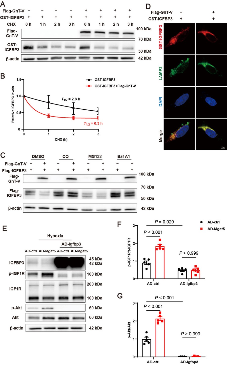 Figure 6 GnT-V facilitated the activation of the IGF1R signaling pathway via the lysosome-dependent degradation of IGFBP3. (A) Representative western blot images and (B) quantitative results of IGFBP3 protein stability in HEK293A cells with or without the effect of GnT-V (n = 4). (C) Representative western blot images of HEK293A cells, which were transfected with Flag-GnT-V and Flag-IGFBP3 expression plasmid, and then treated with CQ (10 μmol/L), MG132 (10 μmol/L) or Bafilomycin A1 (Baf A1, 200 nM) for 6 h. (D) Representative immunofluorescence images of GST (red), LAMP2 (green) and DAPI (blue) in HEK293A cells transfected with or without Flag-GnT-V. Scale bar = 5 μm. (E) Representative western blot images and (F and G) quantitative results of IGFBP3 and the IGF1R signaling pathway in cardiomyocytes with GnT-V or IGFBP3 overexpression (n = 5). The results are presented as mean ± SEM. Two-way ANOVA followed by Tukey’s multiple comparison test (F, G).