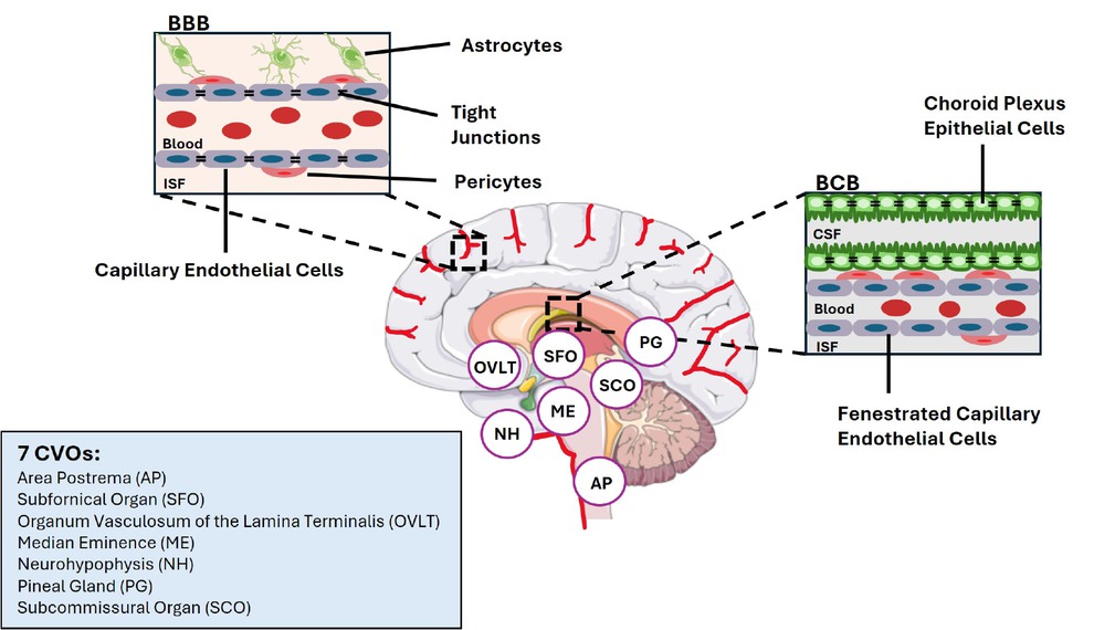 Figure 1 Structures of blood-brain barrier and blood cerebrospinal fluid, and locations of the seven circumventricular organs in the brain. BBB: blood-brain barrier; BCB: blood cerebrospinal fluid (CSF) barrier (BCB); CVOs: circumventricular organs; ISF: interstitial fluid.