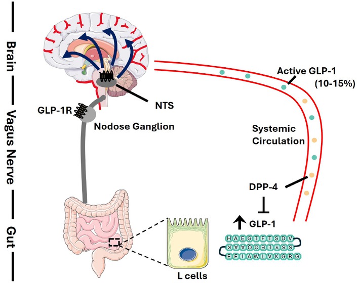 Figure 2 Proposed mechanism of brain access of endogenous GLP-1. Followed by nutritional stimulations, endogenous GLP-1 is secreted by enteroendocrine L cells located mainly in the distal intestine. Due to the existence of the degradation enzyme DPP-4 in the circulation, only 10%–15% of active GLP-1 will reach the systemic circulation and possibly exerts its effects centrally. Thus, it is possible that central effects of GLP-1 is mediated by a neuroendocrine signalling mechanism via the vagus nerve. Gut-produced GLP-1 activates GLP-1R in the portal vein where its concentration is the highest and sends the projection via vagal afferent neurons to their cell bodies called nodose ganglion, which also expresses GLP-1R. The nodose ganglion terminates in the nucleus tractus solitarius (NTS) in the brainstem and further transmit the signals to other brain regions to regulate metabolic and other responses. This evolutionarily developed mechanism via organ-organ communication, if exists, should also participate in mediating the anorexic and other brain functions of peripherally administrated GLP-1RAs.