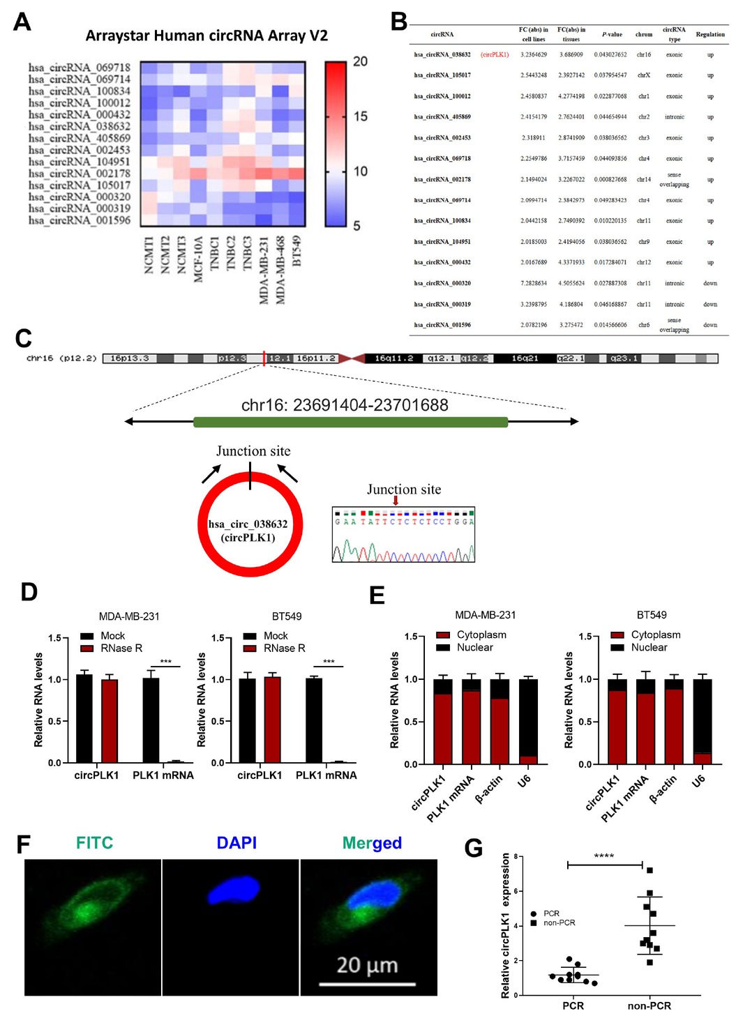 Figure 1 circPLK1 is upregulated expression and associated with non-pCR in TNBC. (A) Heatmap for circRNA expression in cell lines (MCF-10A, MDA-MB-231, BT549 and MDA-MB-468) and three TNBC tumor and non-cancerous matched breast tissue (NCMT) samples from patients. We mixed three biological repetitions of MCF-10A in a pool. (B) has_circ_038632 (circPLK1) upregulated fold change ≥ 3.0 in both TNBC cell line level and TNBC patient tissue level. (C) Schematic representation of the back splicing of circPLK1. The junction of circPLK1 was validated by Sanger sequencing. (D) circPLK1 and PLK1 mRNA levels in MDA-MB-231 (left) and BT549 (right) cells with or without RNase R treatment measured. ***P < 0.001. (E) The abundance of circPLK1 and PLK1 mRNA in either the cytoplasm or nucleus of MDA-MB-231 (left) and BT549 (right) cells. (F) FISH for circPLK1 in MDA-MB-231. Nuclei were stained with DAPI. Scale bar, 20 mm. (G) The expression of circPLK1 in 10 pCR cases and 10 non-pCR cases. ****P < 0.0001.