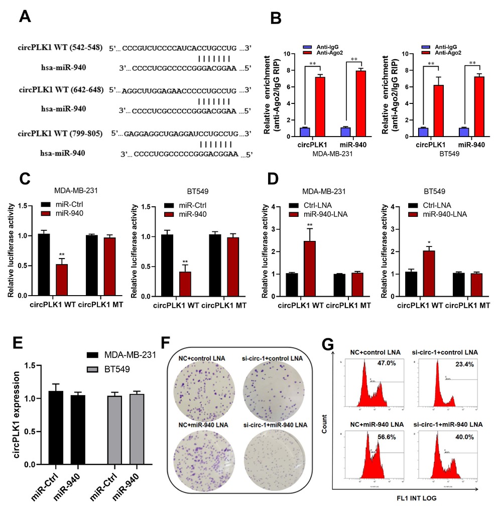 Figure 3 circPLK1 serves as a miRNA sponge for miR-940. (A) Schematic of the predicted miR-940 sites in the circPLK1 on circInteractome (https://circinteractome.nia.nih.gov/). (B) RNA immunoprecipitation assay revealed the enrichment of circPLK1 and miR-940 on Ago2 relative to IgG in MDA-MB-231 and BT549 cells. **P < 0.01. (C) Luciferase assay of MDA-MB-231 and BT549 cells co-transfected with a scrambled control, miR-940 mimics. **P < 0.01. (D) control-LNA, or miR-940-LNA and a luciferase reporter containing circPLK1-WT (circPLK1-WT (542-548), circPLK1-WT (642-648) and circPLK1-WT (799-805) were mixed at equal ratios.) or mutant constructs with mutated miR-940 binding sites (circPLK1-MT: circPLK1-MT (542-548), circPLK1-MT (642-648) and circPLK1-MT (799-805) were mixed at equal ratios.) . *P < 0.05, **P < 0.01. (E) qRT-PCR analysis of circPLK1 after transfection with a scrambled control or miR-940 mimics in MDA-MB-231 and BT549 cells. (F) Colony formation assay and (G) EdU assay were performed in MDA-MB-231 transduced with NC+ control-LNA, si-circ-1+ control-LNA, NC+ miR-940-LNA or si-circ-1+ miR-940-LNA.