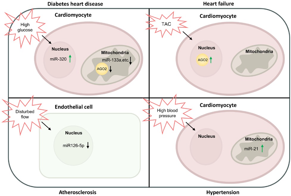 Figure 1 Expressional changes of subcellular Ago2/miRNAs in CVDs. Under diabetes, high glucose upregulates nuclear miR-320 expression in cardiomyocytes. In the mitochondria of cardiomyocytes, high glucose decreases Ago2 and miR-133a expression. Under TAC induced heart failure, nuclear Ago2 is increased in cardiomyocytes. In atherosclerosis, disturbed blood flow reduces miR-126-5p expression in the nucleus of endothelial cells. Under hypertension, high blood pressure increases miR-21 expression in the mitochondria of cardiomyocytes. TAC: transverse aortic constriction; Ago2: Argonaute 2; miRNA: microRNA; CVDs: cardiovascular diseases.