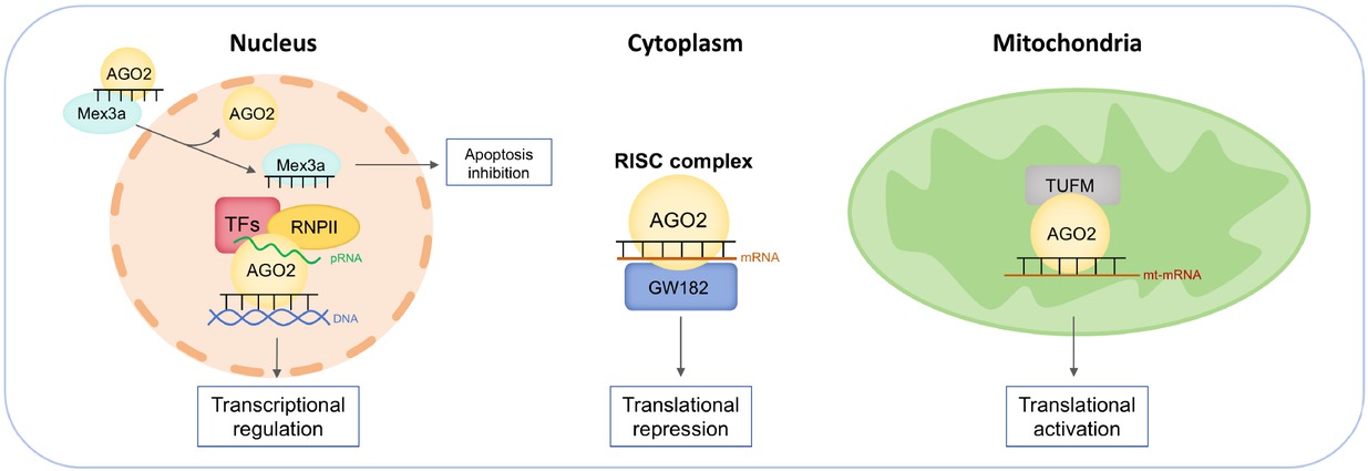 Figure 2 Mechanisms of Ago2/miRNAs complex in various subcellular compartments. In the nucleus, 1) miRNA dissociates from Ago2 and binds to caspase-3 in an aptamer-like fashion, preventing dimerization of the caspase and inhibiting its activity to limit apoptosis. 2) nuclear Ago2/miRNAs recruit transcriptional factors and target gene promoters to regulate gene transcription. In the cytoplasm, Ago2/miRNAs recruit GW182 to mRNA to mediate translational silencing. In the mitochondria, Ago2/miRNAs directly interact with translation elongation factor TUFM to enhance mitochondrial translation. Ago2: Argonaute 2; TUFM: the mitochondrial Tu translation elongation factor; miRNA: microRNA; RISC: RNA-induced silencing complex.