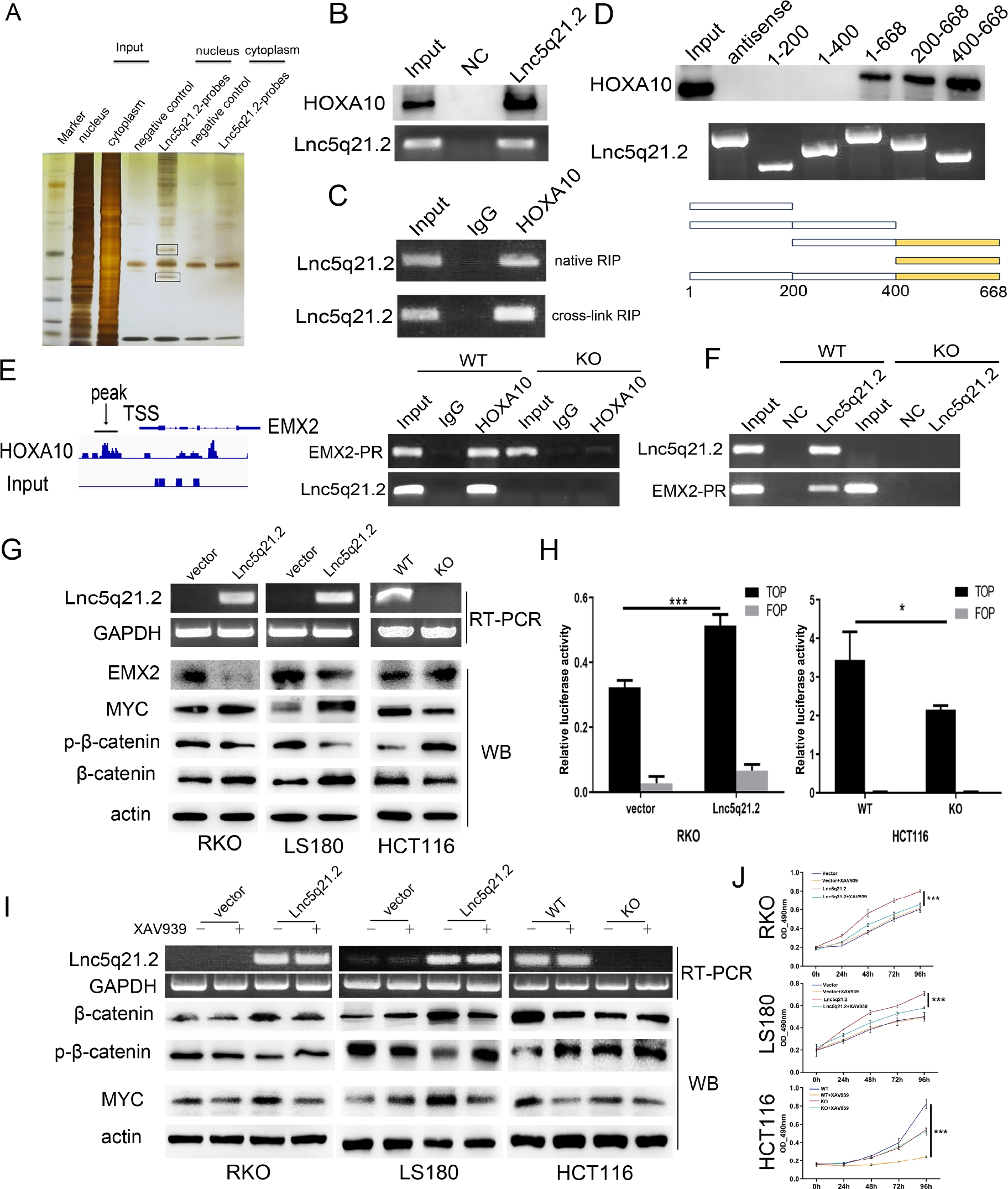 Figure 3 Lnc5q21.2 interacting with HOXA10 and promotes the Wnt signaling pathway. A: RNA pull-down assay shows the interacting of Lnc5q21.2 with proteins. The SDS-PAGE was stained with silver. The labeled bands were resected for mass spectrometry. B: Western blot validation for the specificity biding of Lnc5q21.2 and HOXA10 by HOXA10 antibody after RNA pull-down. C: Lnc5q21.2 enrichment in native and cross-linked RIP. D: One region in the 3’ end of Lnc5q21.2 is necessary to associate with HOXA10. Different Lnc5q21.2 fragments were used for RNA pull-down assay. The combination of Lnc5q21.2 fragment was revealed by western blot using HOXA10 antibody. E: ChIP-seq and ChIP-PCR results indicate HOXA10 binding to the promoter region of EMX2. F: ChIRP assay shows the promoter region of EMX2 existed in the complex obtained by Lnc5q21.2 probes, suggesting the interaction. G: Western blots show the effect of Lnc5q21.2 on the expression levels of EMX2, myc, β-catenin and p-β-catenin in RKO, LS180, and HCT116 cells. Semi-RT-PCR demonstrated that the expression of Lnc5q21.2 and GAPDH in CRC cells. vector, control vector; Lnc5q21.2, Lnc5q21.2 expression vector; actin, internal control; WT, Lnc5q21.2 high expression control; KO, Lnc5q21.2 expression knockout; GAPDH, internal control. H: Results of TCF/LEF luciferase reporter assay. I: Western blot shows the levels of myc, β-catenin and p-β-catenin in Lnc5q21.2 expressed and unexpressed CRC cells before and after XAV939 treatment. actin: internal control. J: Growth curves represent cell viability evaluated by MTT assay in CRC cells with or without XAV939(10 μmol/L) treatment. Each experiment was repeated for three times and OD value was shown as mean ± SD. *P < 0.05, ***P < 0.001. HOXA10, meobox A 10; ChIP, chromatin immunoprecipitation; CRC, colorectal cancer; PCR, polymerase chain reaction.