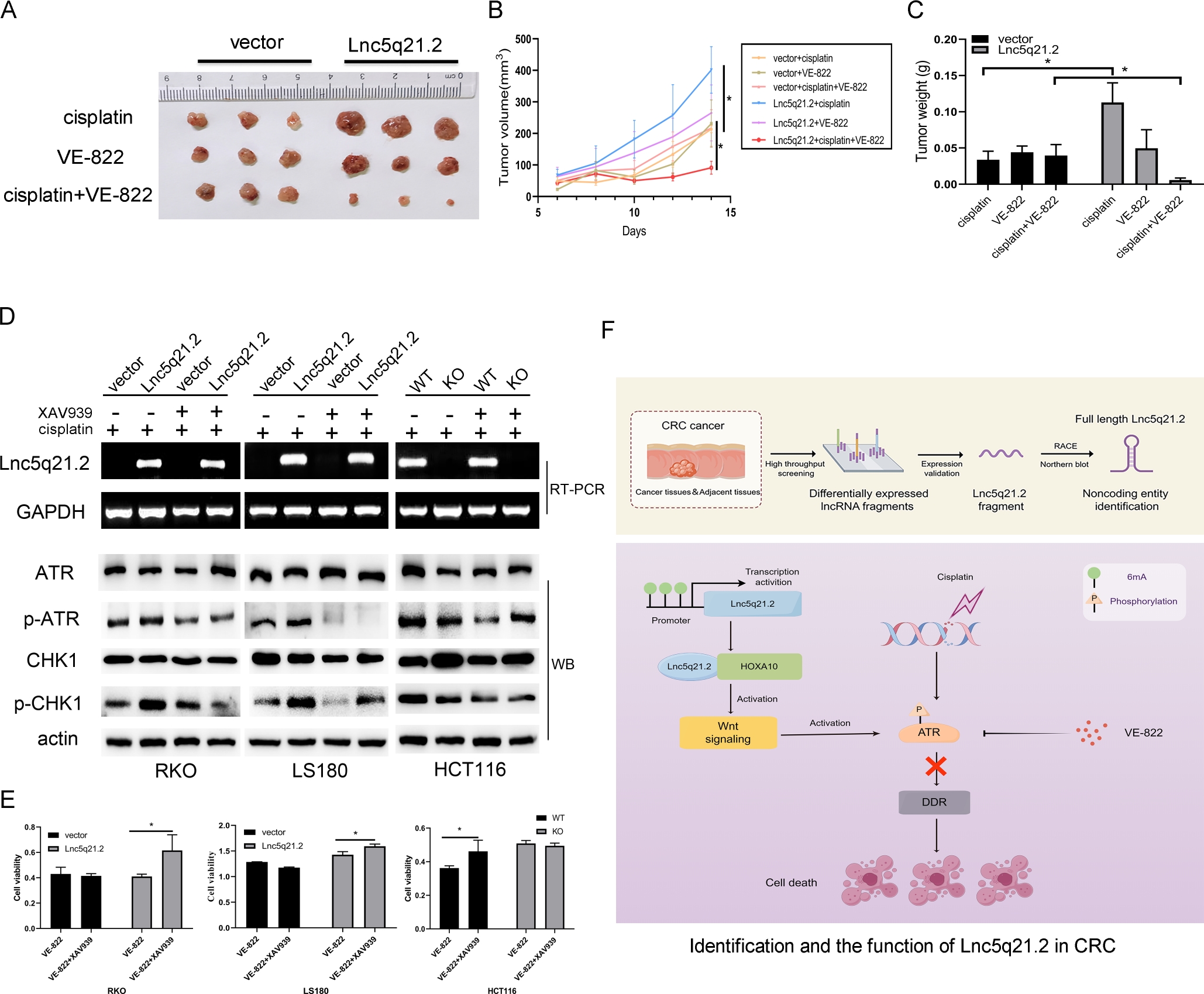 Figure 5 Lnc5q21.2 sensitives CRC cell to ATR inhibitor. A: Represents results for Lnc5q21.2 unexpressed and re-expressed RKO cell xenografts under various treatment. B: The growth curves of Lnc5q21.2 unexpressed and re-expressed RKO cell xenografts under various treatment. C: Tumor weight in Lnc5q21.2 unexpressed and re-expressed RKO cell xenografts under various treatment. D: The p-ATR and p-CHK1 was detected before and after XAV939 treatment under employing low dose cisplatin. XAV939, Wnt/β-catenin signaling inhibitor. E: Represent cell viability evaluated by MTT assay in CRC cells with or without XAV939 and VE-822 treatment. *P < 0.05. F: Identification and the function of Lnc5q21.2 in CRC. CRC, colorectal cancer.