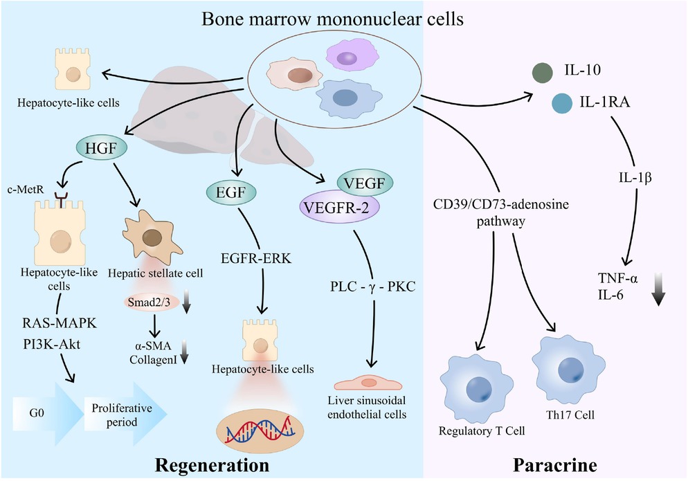 Figure 5 Mechanism diagram of action of BMMNCs. BMMNCs: bone marrow mononuclear cells.