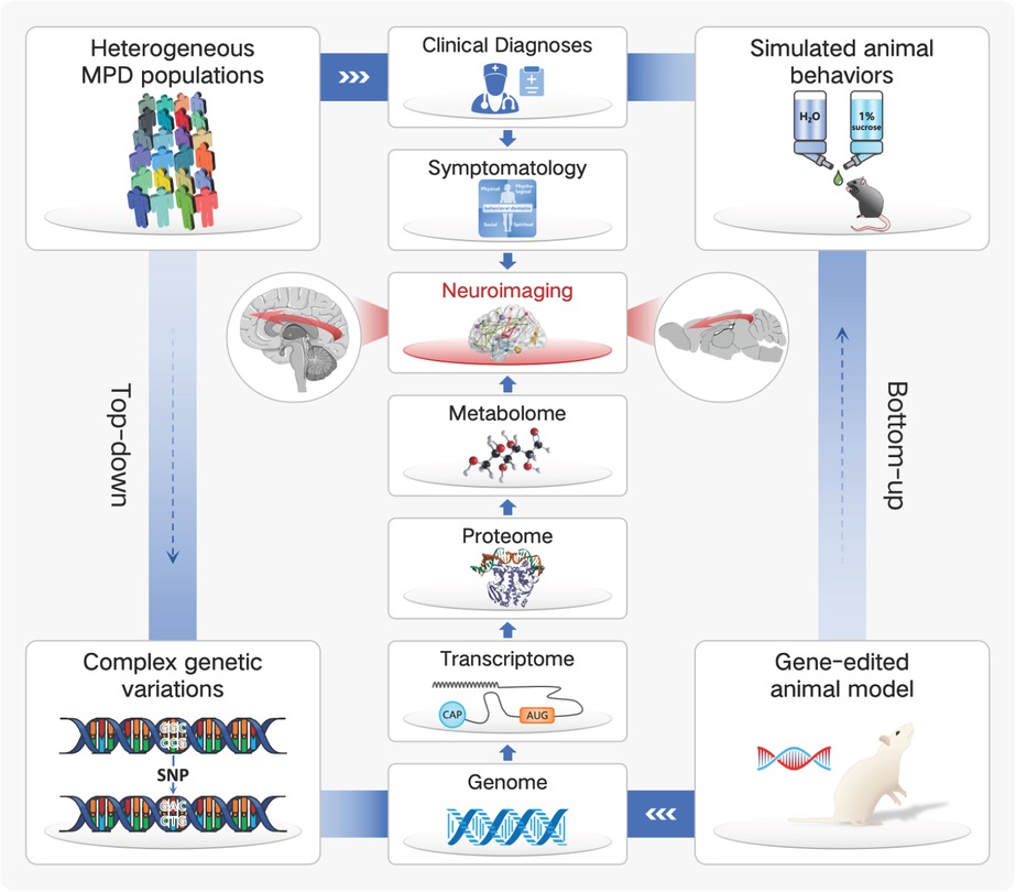 Figure 1 Neuroimaging is increasingly being identified as a cross-species intermediate phenotype, linking together the multi-level casual pathway of major psychiatric disorders (MPDs) for a better translation from animal model to clinical implications.