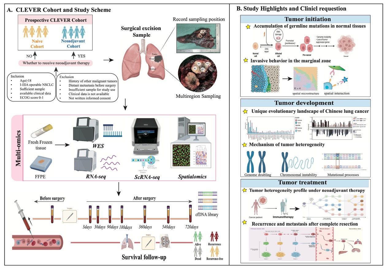 Figure 1 Overview of CLEVER study. (A) Study design and scheme. (B) Key questions and highlights of this study. Image created by BioRender. com, with permission. CLEVER: Chinese Lung cancer EVolution and microEnvironment tracking under theRapy; FFPE: formalin fixation and paraffin embedding; WES: whole-exome sequencing; RNA-seq: RNA sequencing; ScRNA-seq: single cell RNA sequencing.