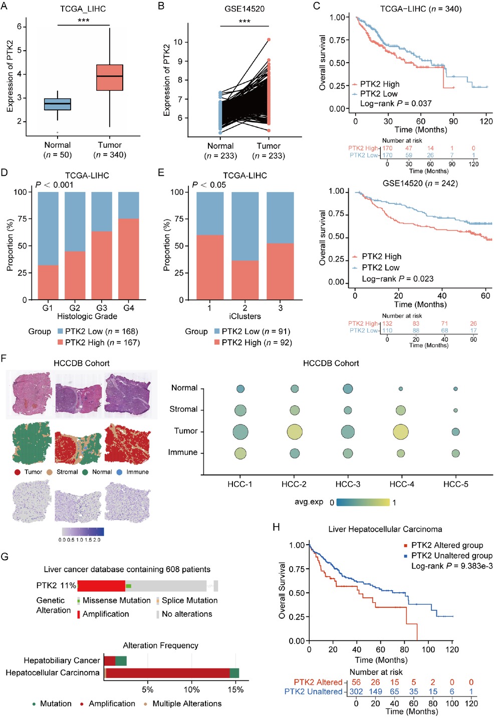 Figure 1 Clinical and molecular characteristics of PTK2 expression in HCC. (A) Differential PTK2 mRNA expression between normal liver tissue and HCC in TCGA-LIHC cohort (Normal: n = 50, Tumor: n = 340). (B) PTK2 expression in tumor tissues versus paired adjacent non-tumorous tissues from GSE14520 cohort (n = 233 paired samples). (C) Kaplan-Meier survival curves stratified by PTK2 expression value (High vs. Low) in TCGA (upper panel) and GSE14520 (lower panel) cohorts. (D) Association between PTK2 expression levels (High/Low) and histological tumor grades (G1-G4) in HCC (P < 0.001 by Chi-square test). (E) Distribution of PTK2 expression levels across molecular HCC subtypes (P < 0.05 by Chi-square test). (F) Spatial transcriptomic analysis of PTK2 expression in HCC specimens from HCDDB cohort. (G) PTK2 genomic alteration frequency in HCC and HBC. (H) Prognostic implications of PTK2 genomic alterations across multi-omics HCC cohorts (cBioPortal), analyzed by Kaplan-Meier survival modeling. Results in each group were presented as mean ± SEM. ***P < 0.001. HCC: hepatocellular carcinoma; TCGA-LIHC: The Cancer Genome Atlas-Liver Hepatocellular Carcinoma; SEM: standard error of mean; HCDDB: Integrative molecular database of hepatocellular carcinoma; HBC: hepatobiliary cancer.