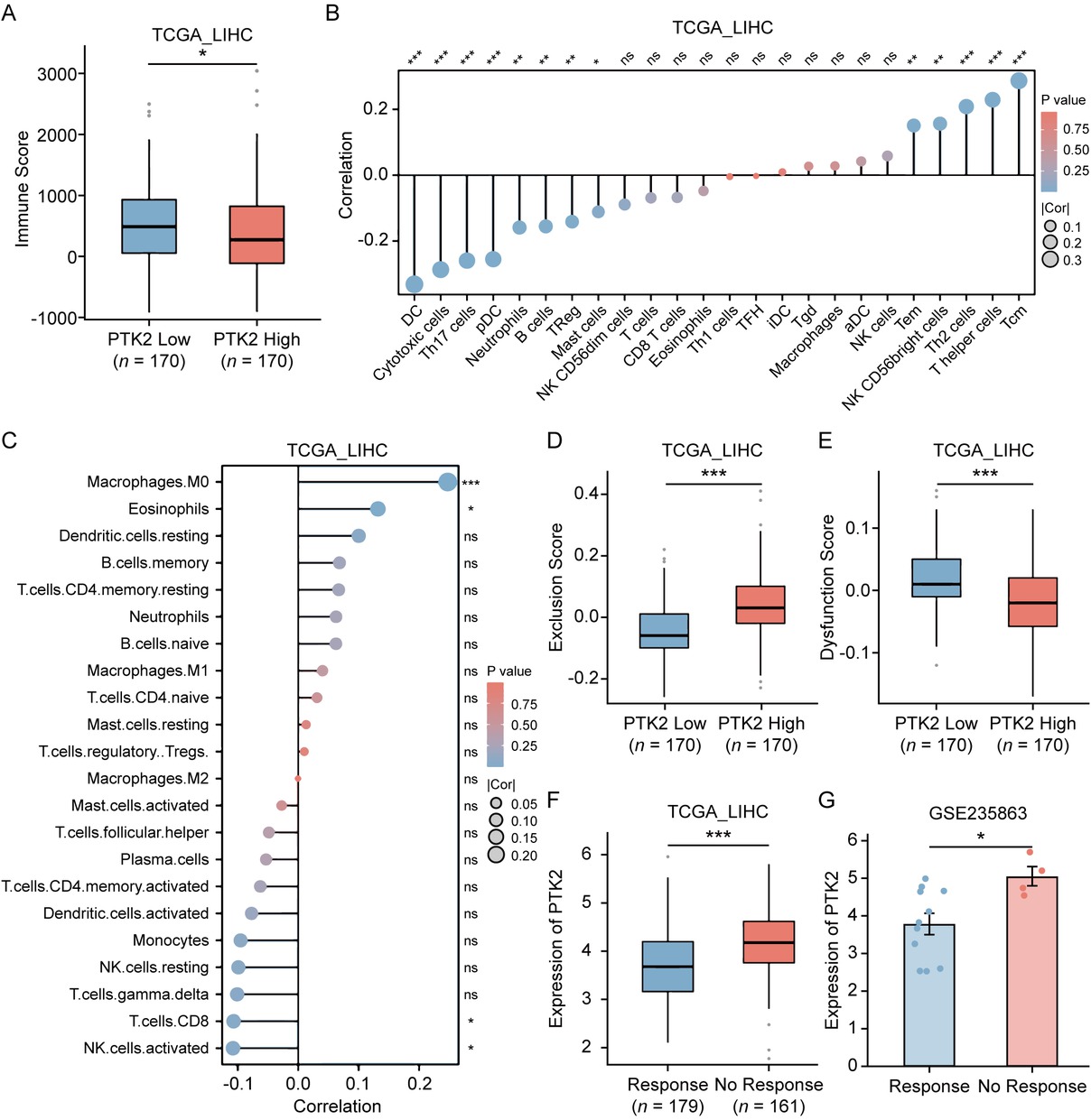 Figure 2 Association of PTK2 expression with tumor immune microenvironment and ICI response in HCC. (A) Immune scores calculated by the ESTIMATE algorithm in TCGA-LIHC cohort, stratified by PTK2 expression levels (n = 170). (B, C) Spearman’s correlation analysis between PTK2 mRNA expression and immune cell infiltration levels quantified by ssGSEA (B) or CIBERSORT (C) in TCGA-LIHC cohort. (D, E) Comparison of tumor immune exclusion score (D) and T cell dysfunction score (E) between PTK2-high and PTK2-low HCC subgroups. (F) Differential PTK2 mRNA expression between TIDE-predicted ICIs responders and non-responders in TCGA-LIHC cohort (Responders: n = 179 vs. Non-responders: n = 161). (G) Differential PTK2 expression between responders and non-responders to anti-PD-1 plus lenvatinib combination therapy in GSE235863 cohort (Responders: n = 11 vs. Non-responders: n = 4). Results in each group were presented as mean ± SEM. *P < 0.05, **P < 0.01, ***P < 0.001. SEM: standard error of mean; ICI: immune checkpoint inhibitor; HCC: hepatocellular carcinoma; TCGA-LIHC: The Cancer Genome Atlas-Liver Hepatocellular Carcinoma; ssGSEA: single-sample gene set enrichment analysis; TIDE: Tumor Immune Dysfunction and Exclusion.