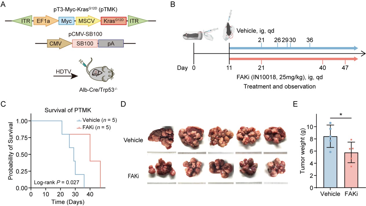 Figure 3 Therapeutic efficacy of FAK inhibition in a genetically engineered mouse model of PLC. (A) Schematic illustrating the establishment of the transgenic PLC model: transposable vectors pTMK (encoding Myc and KrasG12D) combined with the SB100 transposase vector were delivered into Alb-Cre × Trp53fl/fl mice via HDTVI. (B) Experimental design timeline: Mice were randomized into vehicle control and FAK inhibitor treatment groups (n = 5/group). FAK inhibitor (25 mg/kg) or vehicle administered daily by oral gavage from Day 11 post-HDTVI until the mice died. (C) Kaplan-Meier survival curves demonstrating prolonged survival in the FAK inhibitor-treated cohort versus controls. (D) Representative photos of pTMK tumors generated in FAKi group and control groups. The ruler tick marks show mm. (E) The bar plots show the tumor weight (n = 5). Results in each group were presented as mean ± SEM. *P < 0.05. FAK: focal adhesion kinase; SEM: standard error of mean; PLC: primary liver cancer.