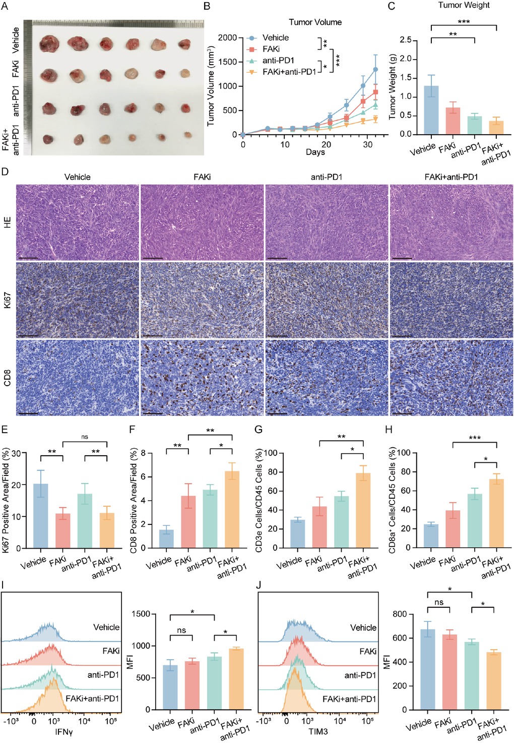 Figure 5 Combining FAK inhibitor and PD-1 blockade reduced tumor growth and enhanced anti-tumor effect. (A) Representative photos of Hepa1-6 subcutaneous tumors generated in FAKi group, anti-PD-1 group, combination group and control groups. The ruler tick marks show mm. (B) Volume change in mean subcutaneous implanted tumors following treatment of FAK inhibitor or anti-PD-1 beginning at the day when implanted tumor volume reached 100 mm3 (n = 6). (C) The bar plots show the tumor weight (n = 6). (D-F) Representative IHC images and quantification of area performed by Ki67 (E) and CD8 (F). Scale bar: 100 μm. (G, H) FACS analyses showed the percentage of intratumoral CD3+ (G) and CD8+ (H) of CD45+ cells (n = 6). (I, J) Representative flow cytometry images showed the expression of functional markers IFNγ (I) and TIM3 (J) in tumors. Results in each group were presented as mean ± SEM. *P < 0.05, **P < 0.01, ***P < 0.001. FAK: focal adhesion kinase; SEM: standard error of mean.