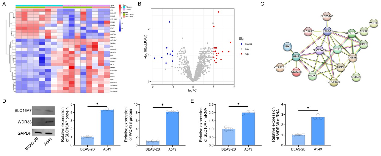 Figure 1 Differential Expression and Interaction. Networks of Mitochondrial Proteins in Lung Cancer. A. Heatmap of log2(fold change)-scaled expression for 28 differentially expressed mitochondrial proteins. Red and blue denote up- and downregulation, respectively. B. Volcano plot illustrating differential expression (|log2FC| > 1, adjusted P < 0.05). Red/blue dots represent significant genes; gray indicates non-significant candidates. C. Protein-protein interaction network of 18 upregulated mitochondrial genes, with edges weighted by interaction confidence (STRING score ≥ 0.15). D. Western blot analysis of SLC16A7 and WDR38 protein expression (GAPDH loading control). E. RT-PCR quantification of SLC16A7 and WDR38 mRNA levels (*P < 0.05 vs. BEAS-2B).
