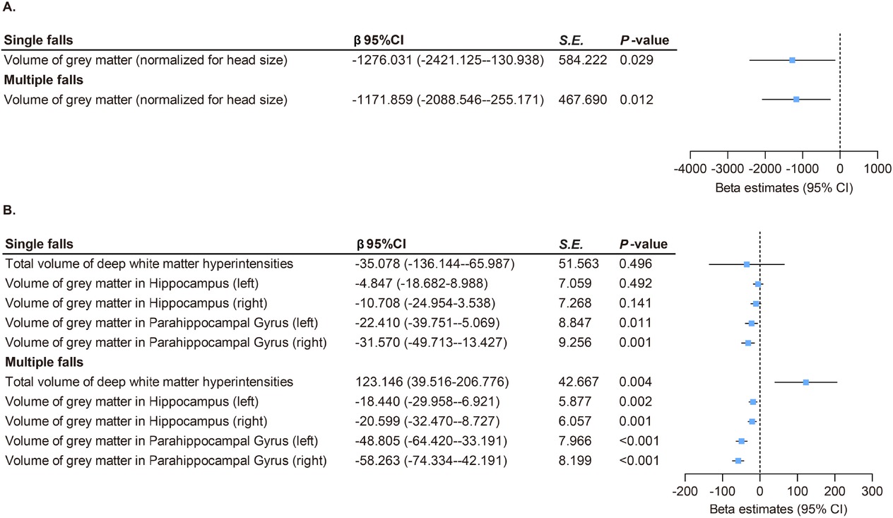 Figure 2 Association between falls and brain structures in UK Biobank. (A) Both single (β = –1276.031, P = 0.029) and multiple (β = –1171.859, P = 0.012) falls were linked to reduced total gray matter volume. (B) Both single and multiple falls were linked to reduced gray matter volumes of parahippocampal gyrus (β range: –58.263 to –22.410, all P < 0.05). Multiple falls were associated with increased white matter hyperintensities (β = 123.146, P = 0.004) and decreased gray matter volumes in hippocampus (β range: –20.599 to –18.440, all P < 0.05). P values were fully adjusted for age, sex, education, Townsend deprivation index, alcohol consumption, smoking status, BMI, and the number of long-term morbidities. CI: confidence interval; S. E., standard error.