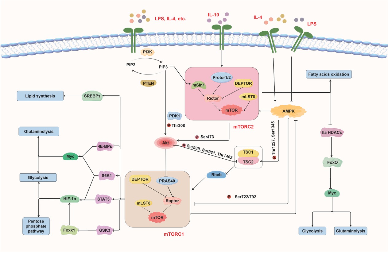 Figure 1 mTORC1 and mTORC2 signaling in microglial metabolic reprogramming. mTORC1: mechanistic target of rapamycin complex 1.