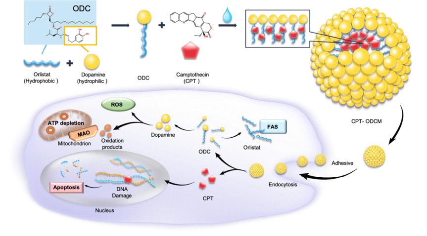 Figure 1 The schematic image of CPT-ODCM fabrication. CPT: camptothecin; ODCM: orlistat-dopamine conjugate micelles.