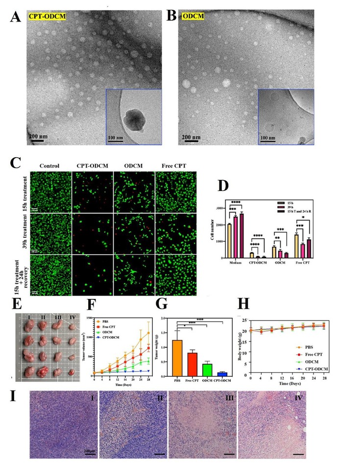 Figure 2 Negative stained TEM image and cryo-TEM image of CPT-ODCM (A) and ODCMs (B) (inset image in the corner). (C) fluorescence images of LIVE/ DEAD assay of MDA-MB-231 cell cultured with 0.1 mM CPT-ODCMs, ODCMs, or free CPT at different time points (15, 39 h different drug treatment, or 15 h different drug treatment with 24 h recovery in culture medium). (D) the total cell (live cells and dead cells) number summary of anti-proliferation and cell death test at different time points (15, 39 h different drug treatment, or 15 h different drug treatment with 24 h recovery in culture medium). (E) optical images of tumors with different treatments (PBS [control group, I], Free CPT [5 mg/kg, II], ODCM [90 mg/kg, III], and CPT-ODCM [95 mg/kg, equals to 5 mg CPT/kg, IV]). (F) time-resolved tumor volume of mice changes with different treatments (n = 8). (G) tumor weight changes with different treatments (*P < 0.05, **P < 0.01, ***P < 0.001, ****P < 0.0001, n = 8). (H) body weight change of mice with different treatments (n = 8). (I) H&E stained images of the tumors collected from the mice in all groups (scale bar, 200 μm). CPT, camptothecin; ODCM, orlistat-dopamine conjugates micelle; PBS, phosphate buffered saline.