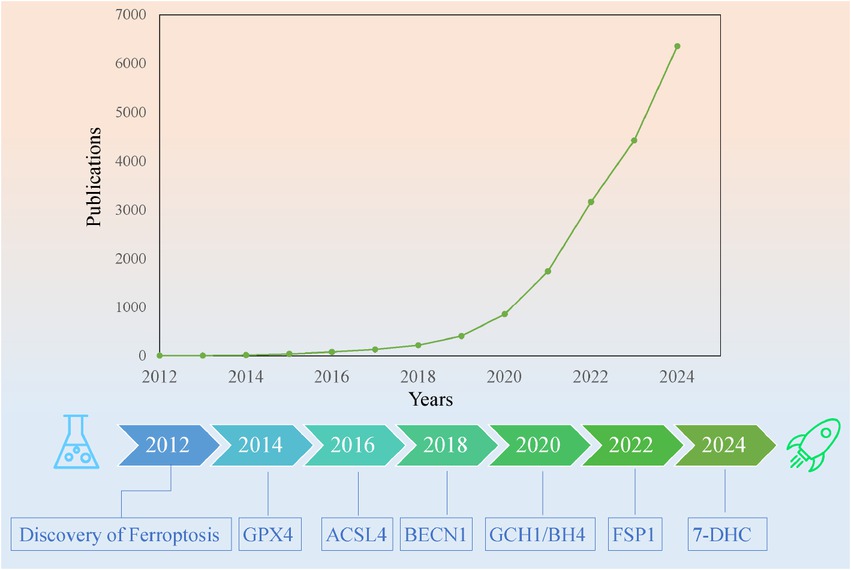 Figure 1 Timeline of ferroptosis and publication trends. The upper part of the figure outlines the timeline of significant discoveries of ferroptosis. The lower graph depicts the number of published articles indexed in the PubMed database under the keyword “Ferroptosis”. The concept of ferroptosis was first introduced in 2012;[30] glutathione peroxidase 4 (GPX4) was identified as a key inhibitor of ferroptosis in 2014;[31] the mechanism by which acyl-CoA synthetase long chain family member 4 (ACSL4) induces ferroptosis was elucidated in 2016;[32] BECN1 was shown to inhibit the functionality of solute carrier family 7 member 11 (SLC7A11) in 2018;[33] GPX4-independent anti-ferroptotic system involving guanosine triphosphate cyclohydrolase-1 (GCH1)/BH4 (tetrahydrobiopterin) was discovered in 2020;[34] Nuclear factor erythroid 2-related factor 2 (NRF2) was found to transcribe ferroptosis suppressor protein 1 (FSP1), promoting resistance to ferroptosis in 2022;[35] 7-dehydrocholesterol (7-DHC) was identified as an endogenous inhibitor of ferroptosis in 2024.[36]