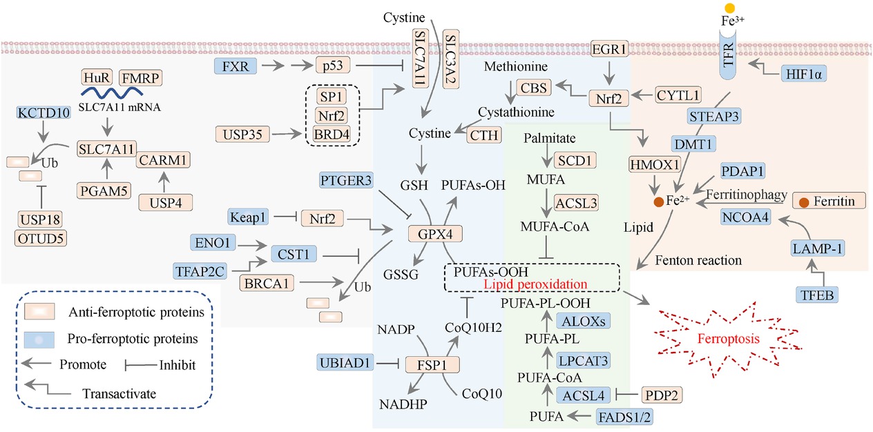 Figure 3 Signaling modulation of ferroptosis in breast cancer. The antioxidant mechanisms (filled by blue), lipid metabolism (filled by green), iron metabolism (filled by orange), and the regulatory mechanisms of SLC7A11/GPX4 axis (filled by gray) in breast cancer. CTH: cystathionine γ-lyase; SLC3A2, solute carrier family 3 member 2; ALOX: lipoxygenase; USP: ubiquitin-specific protease; Nrf2, nuclear factor erythroid 2-related factor 2; FSP1: ferroptosis suppressor protein 1; DMT1: divalent metal transporter 1; STEAP3: six-transmembrane epithelial antigen of prostate 3; LPCAT3: lysophosphatidylcholine acyltransferase 3; HMOX1/HO-1: heme oxygenase 1; HIF1α: hypoxia-inducible factor-1; Ub: ubiquitination.