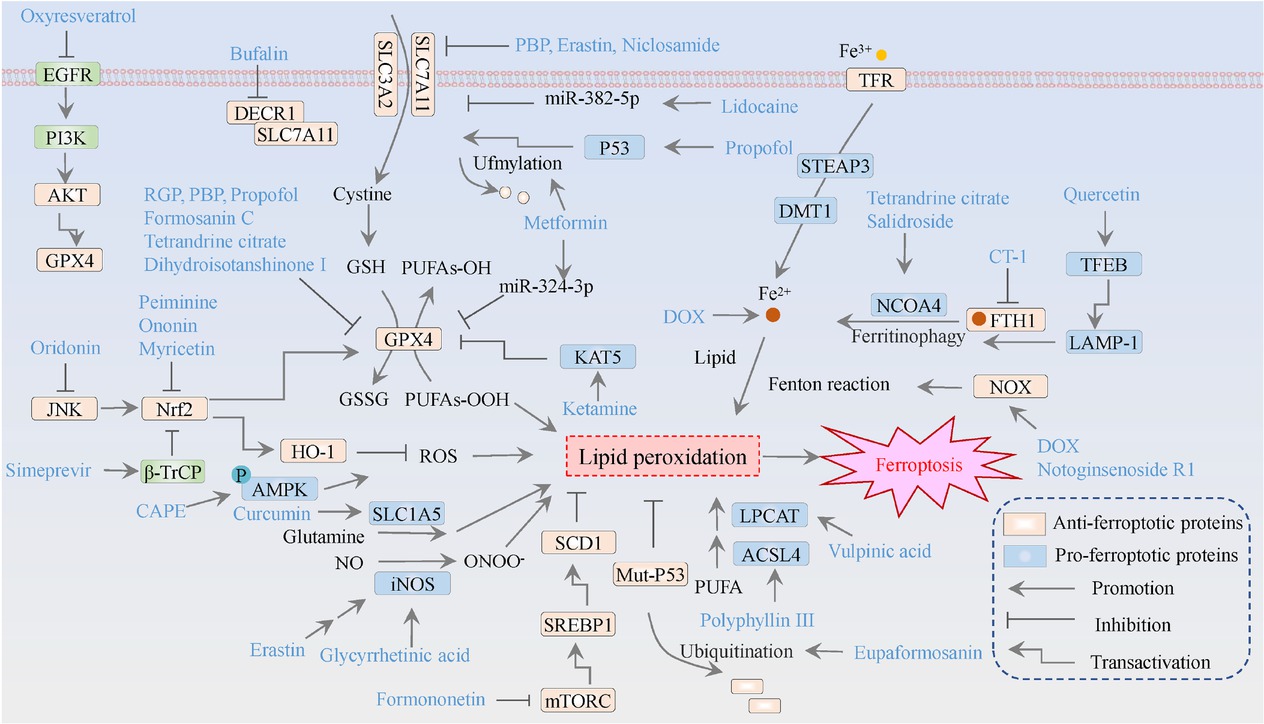 Figure 4 The molecular mechanisms of ferroptosis inducers against breast cancer. The orange means ferroptosis-inhibitory factor/proteins, while the blue represents ferroptosis-driving proteins. GSH refers to glutathione; GSSG denotes oxidized glutathione; Fe signifies iron ions; NO indicatesnitric oxide; ONOO-represents peroxynitrite; and PUFA stands for polyunsaturated fatty acids.